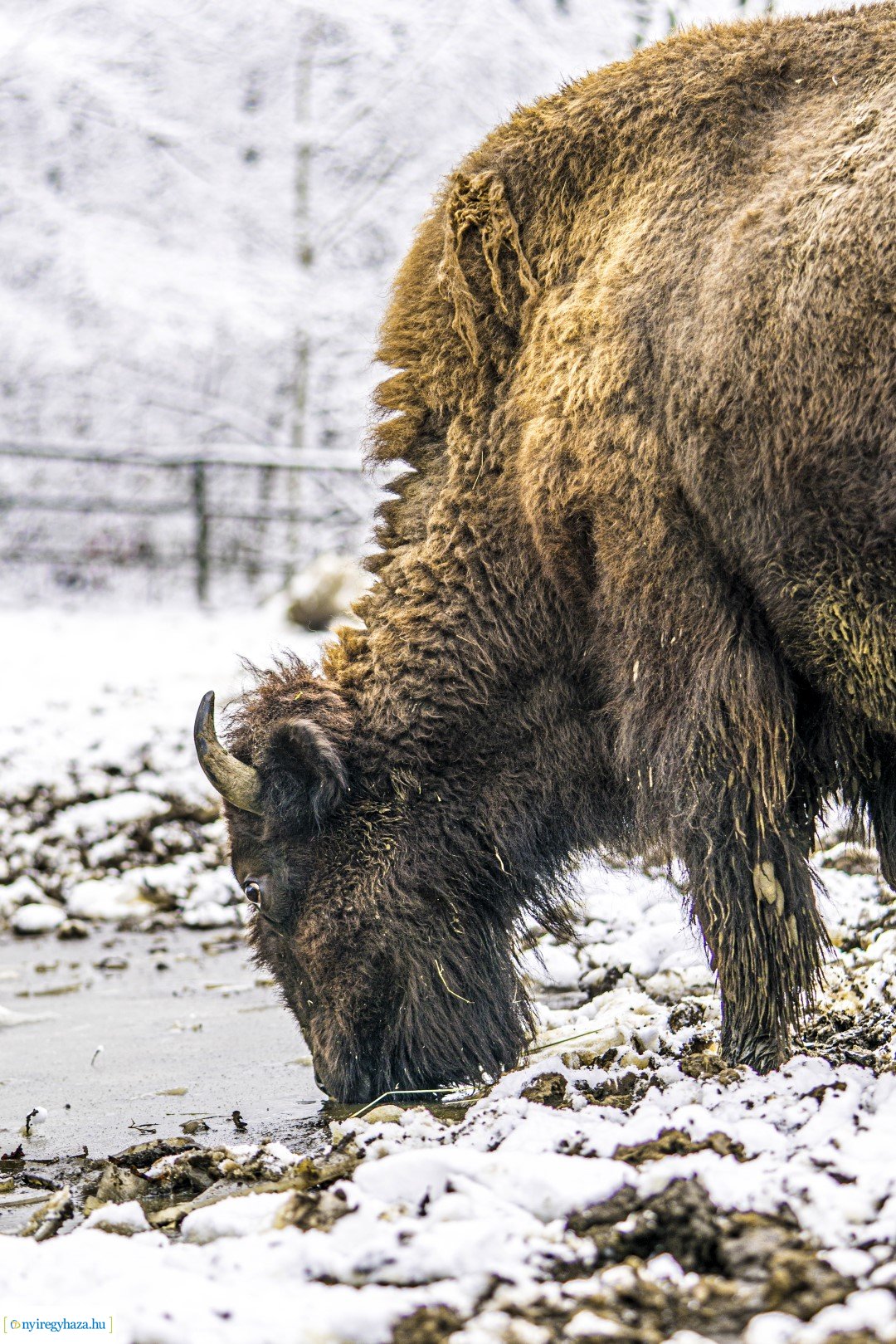 Téli séta az Állatparkban