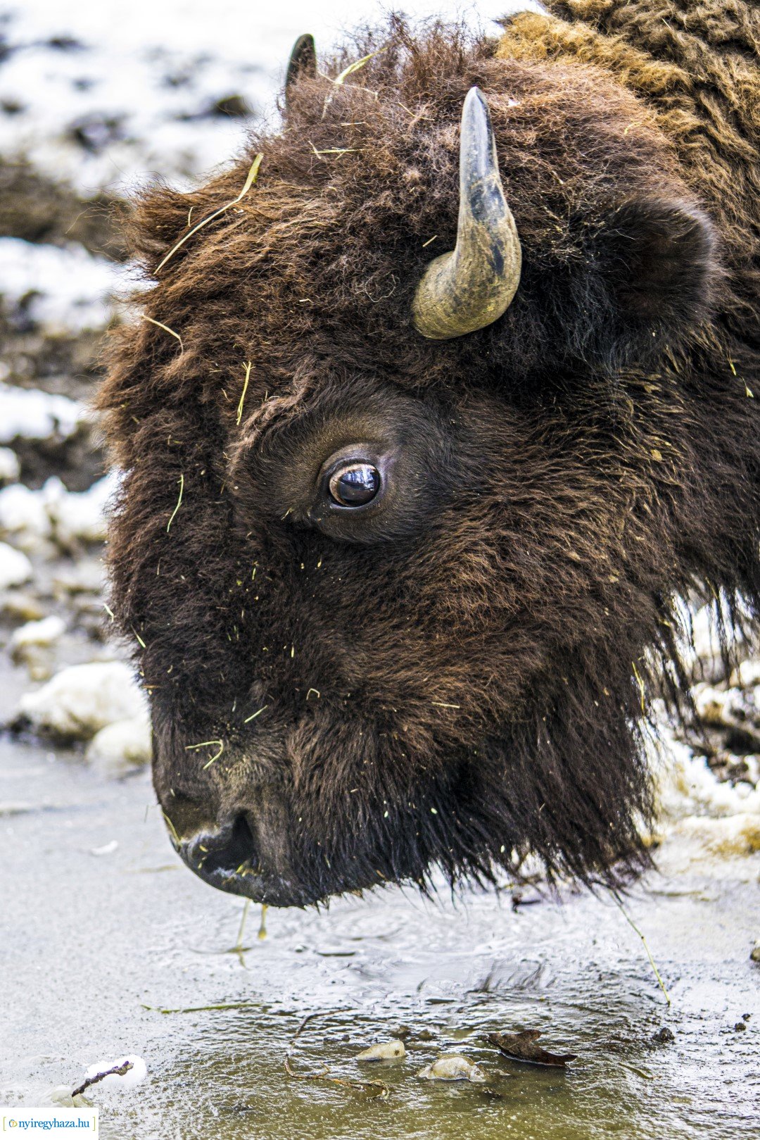 Téli séta az Állatparkban