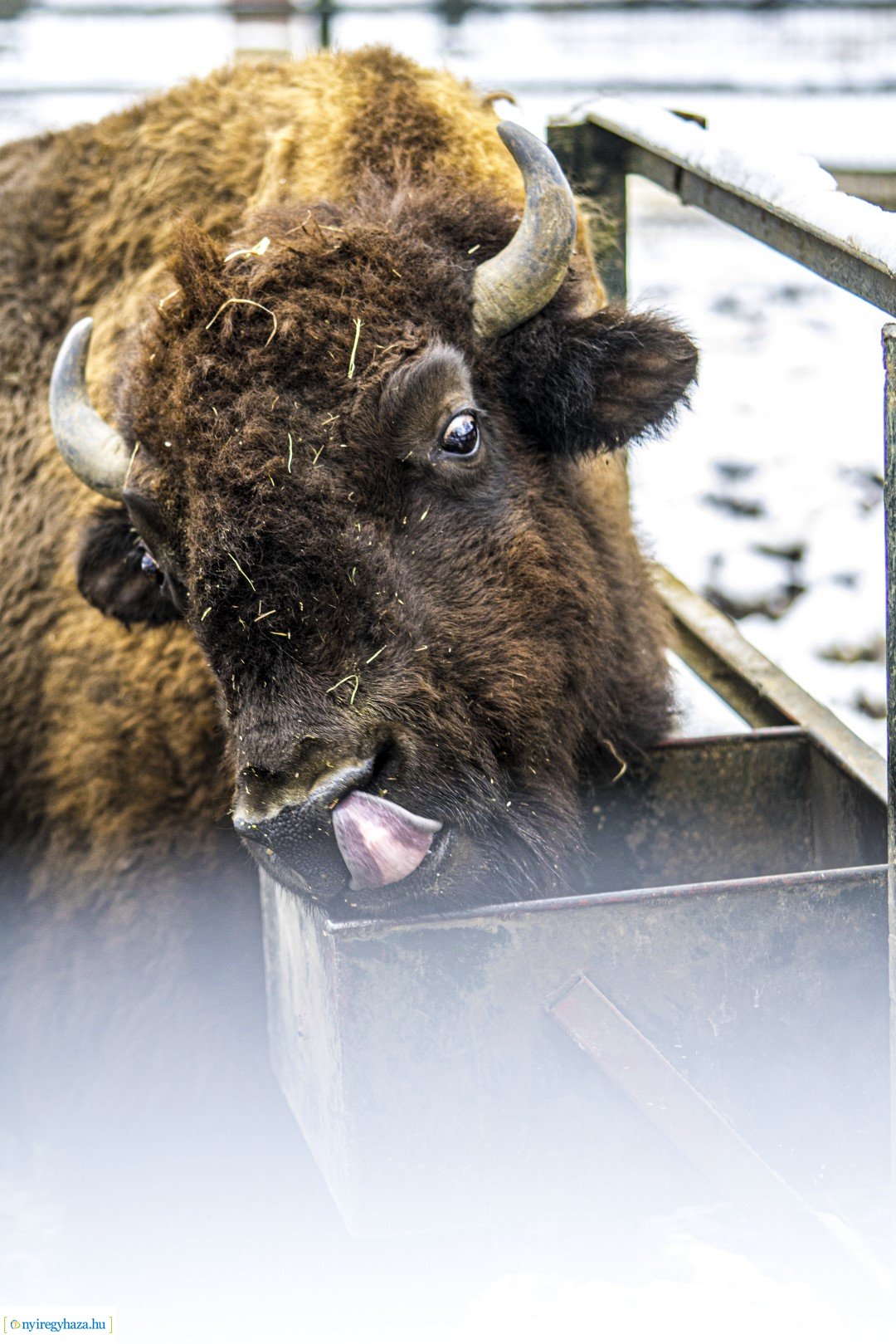 Téli séta az Állatparkban