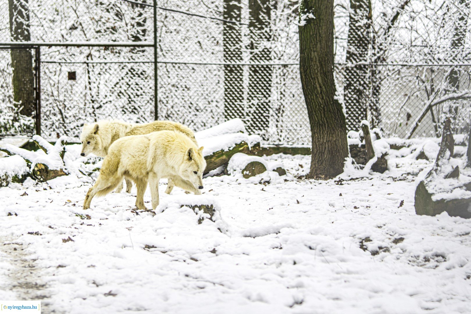 Téli séta az Állatparkban