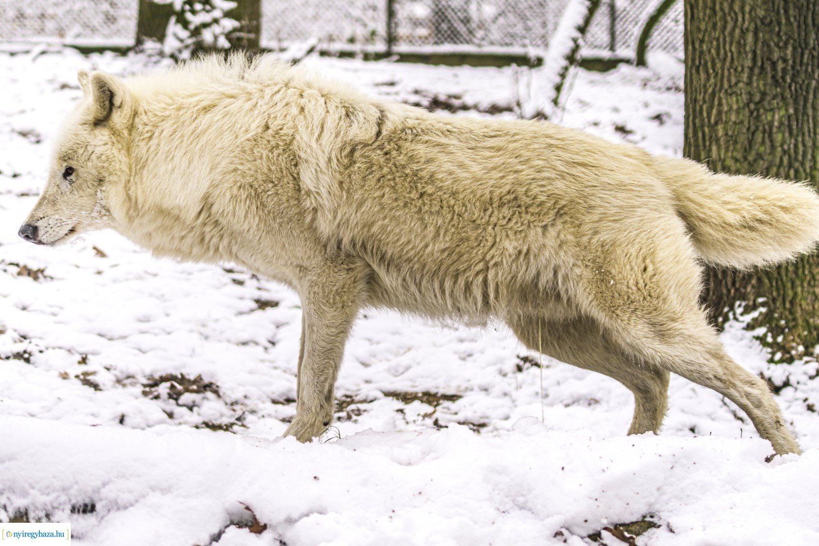 Téli séta az Állatparkban