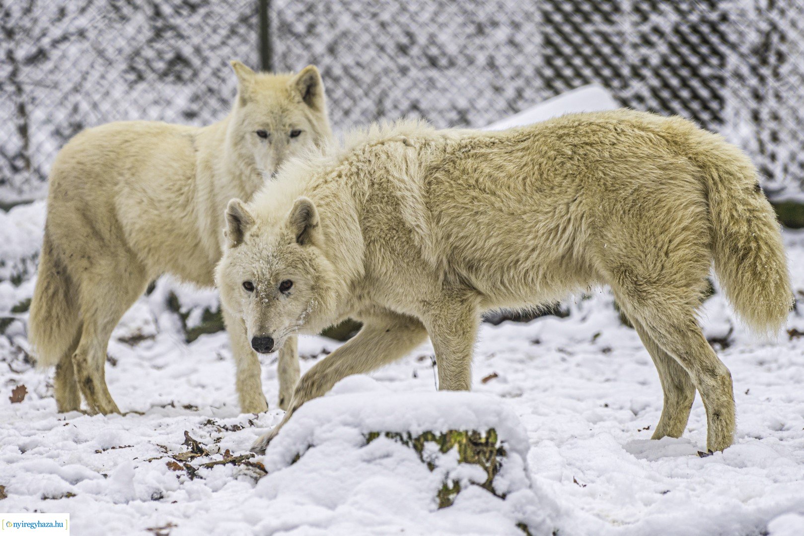 Téli séta az Állatparkban