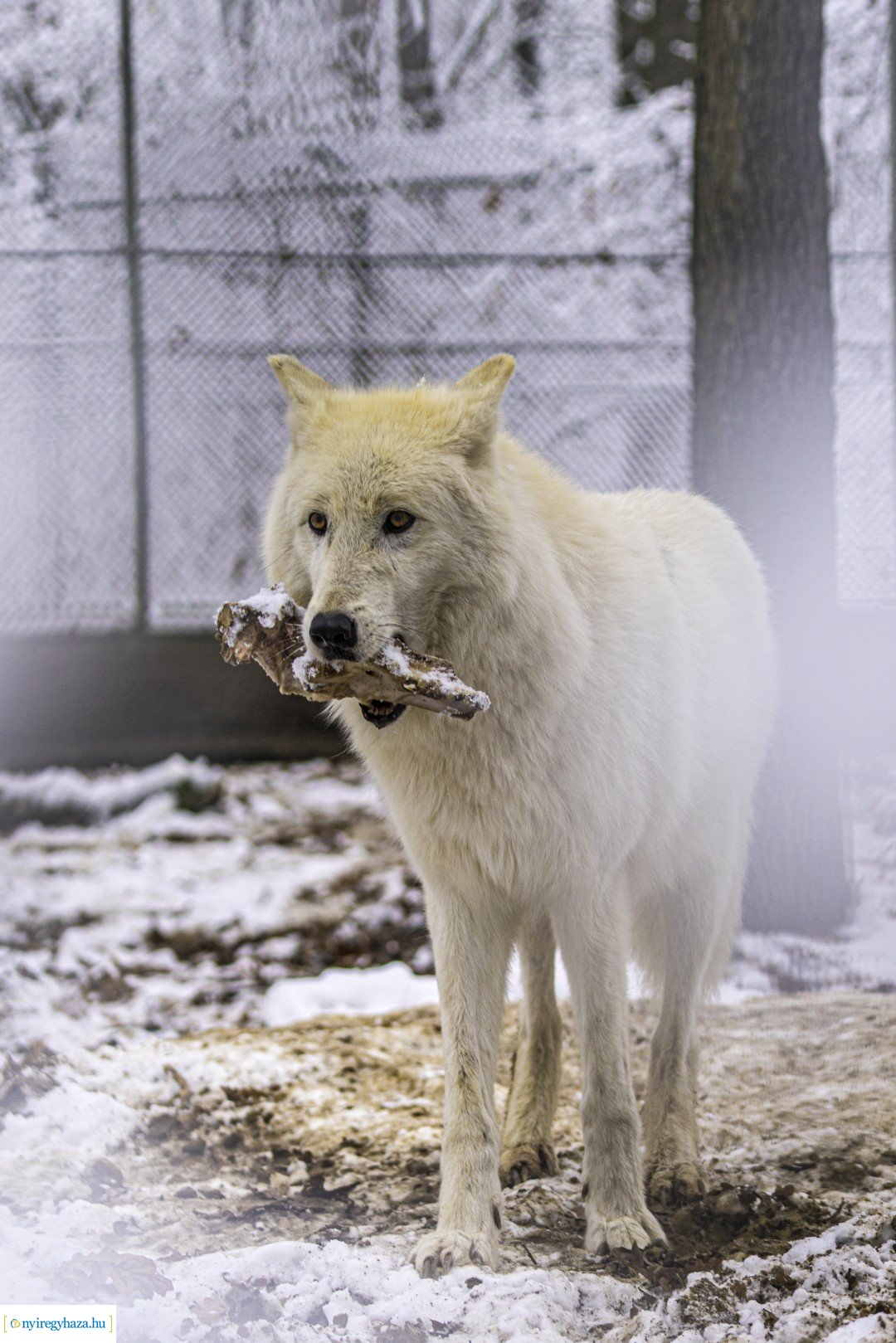 Téli séta az Állatparkban