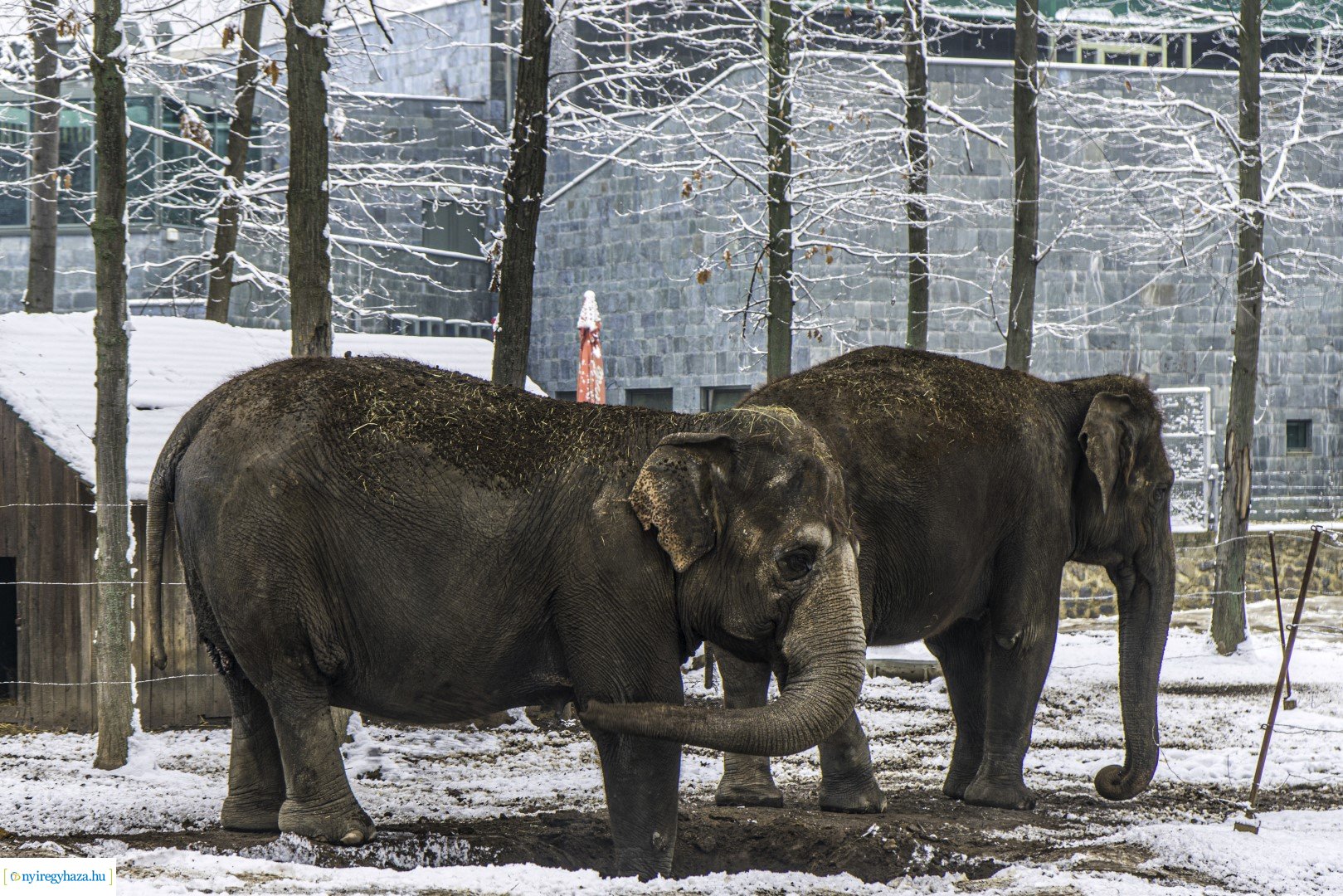 Téli séta az Állatparkban