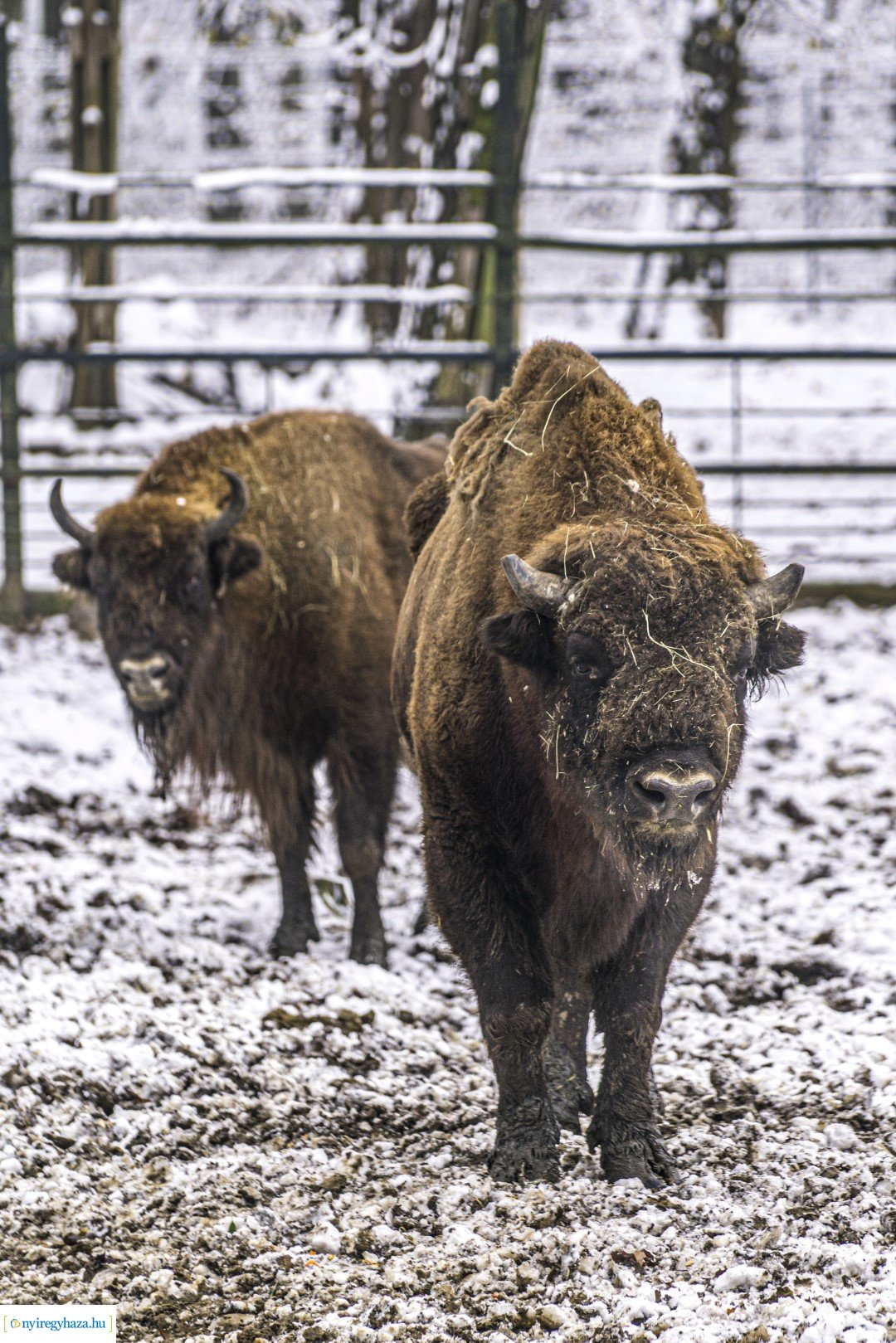 Téli séta az Állatparkban