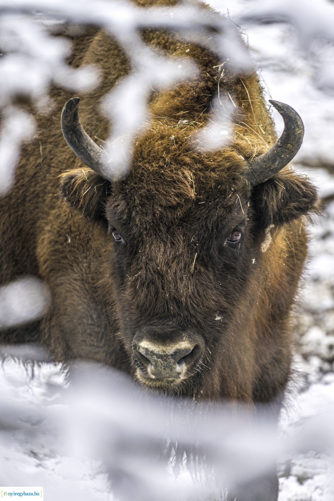 Téli séta az Állatparkban