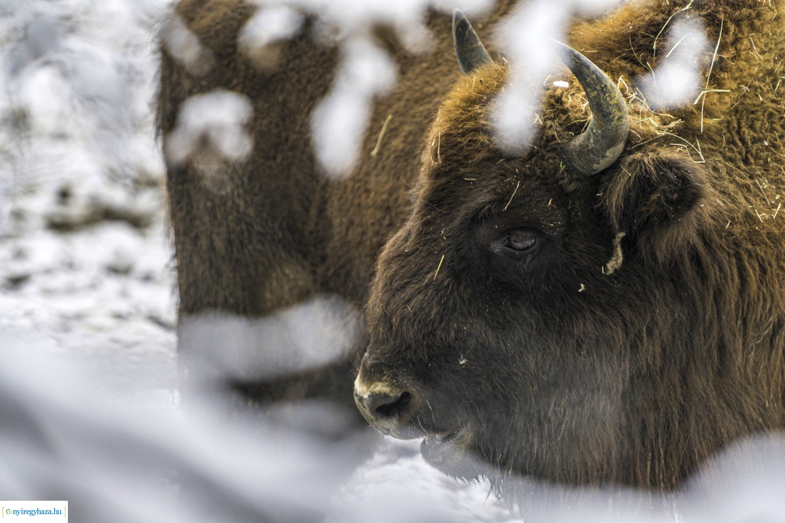 Téli séta az Állatparkban