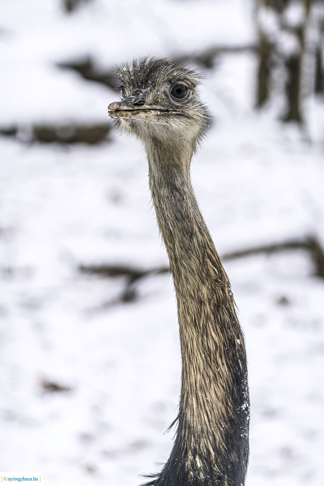 Téli séta az Állatparkban