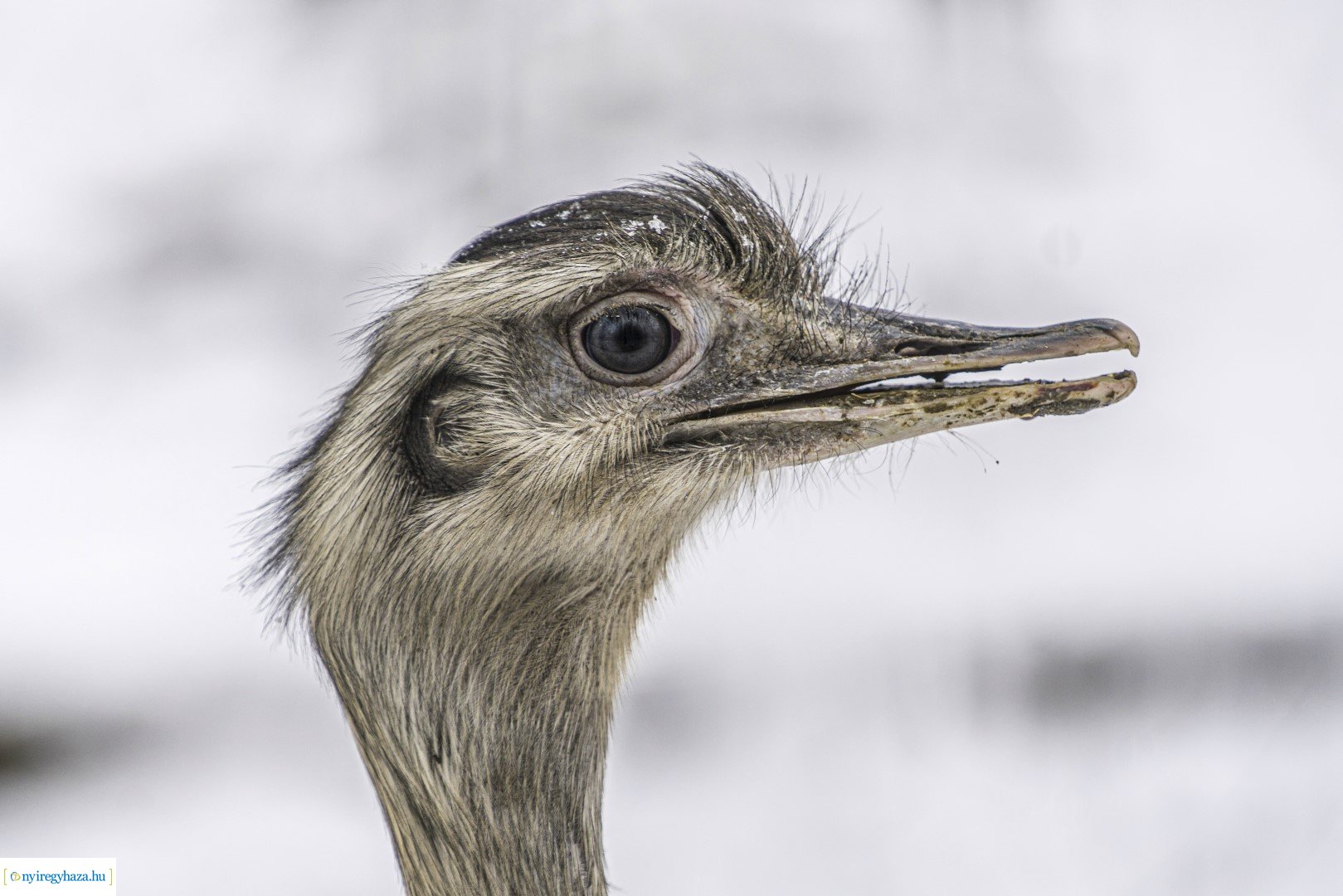 Téli séta az Állatparkban