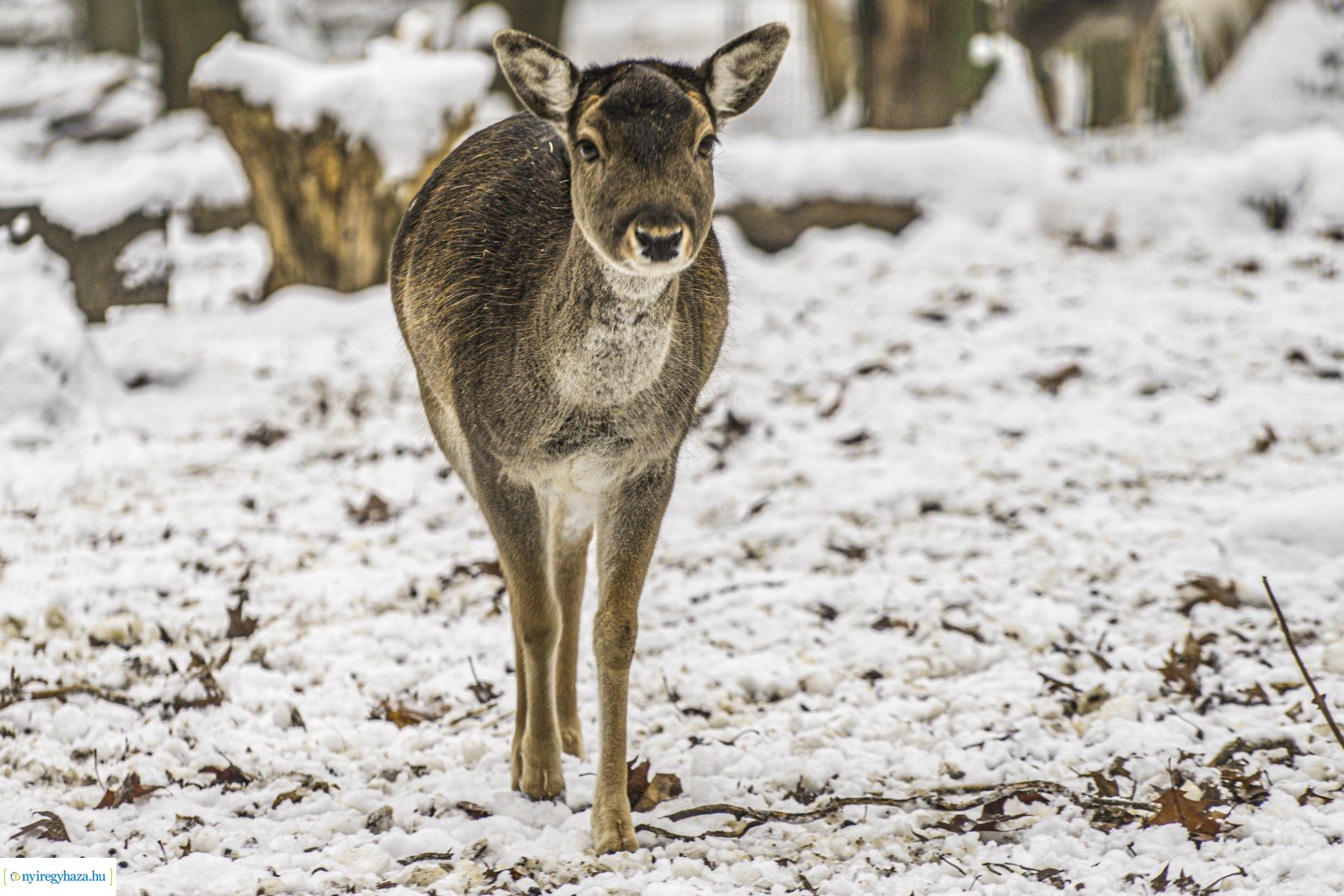 Téli séta az Állatparkban