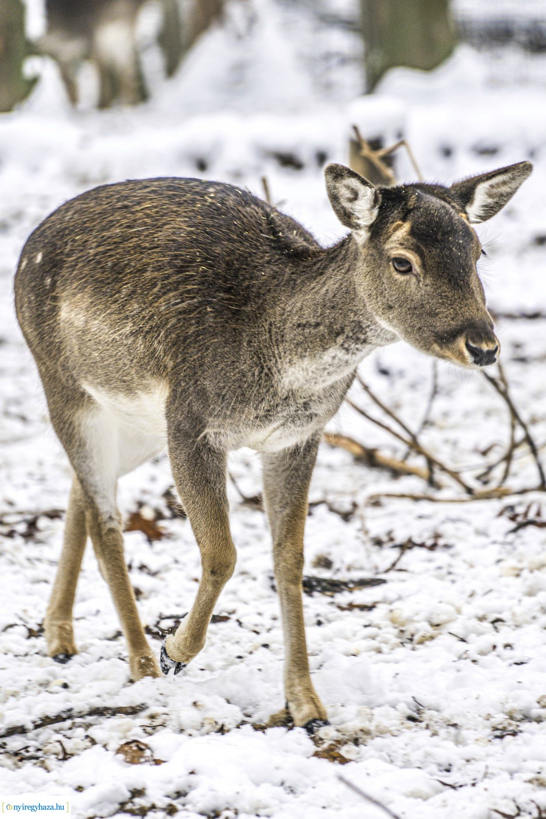 Téli séta az Állatparkban
