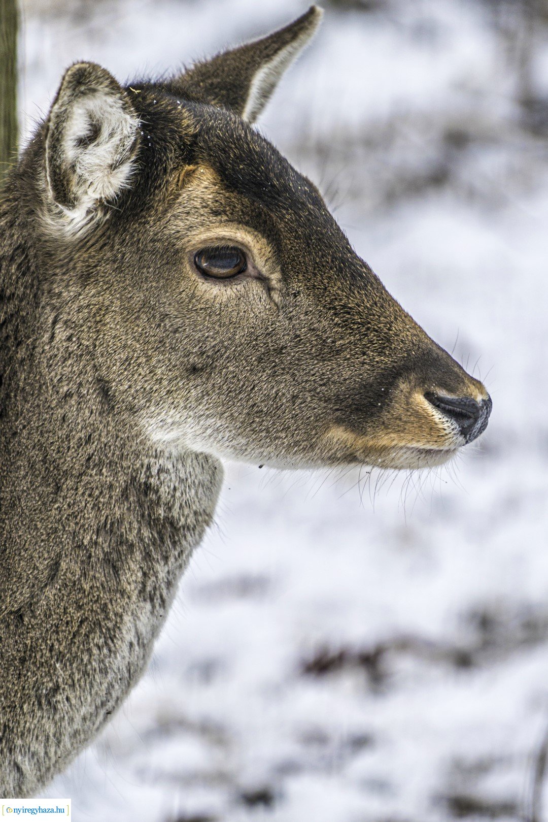 Téli séta az Állatparkban