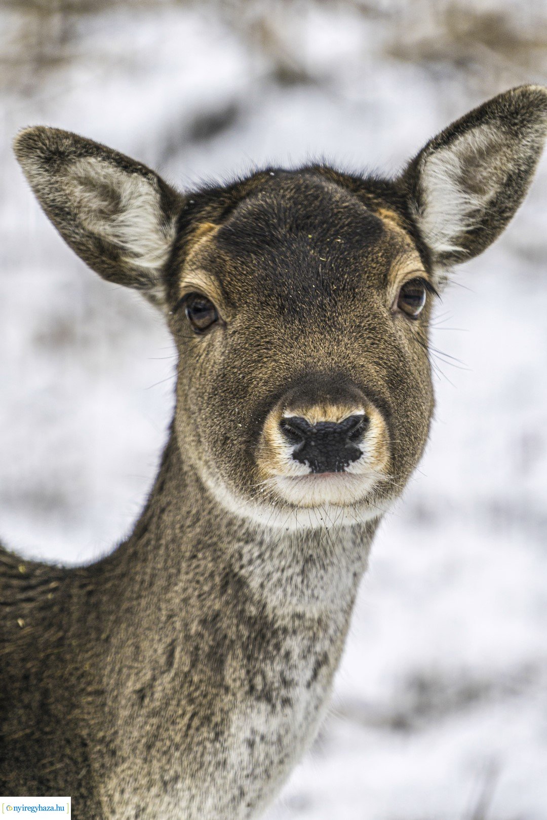 Téli séta az Állatparkban