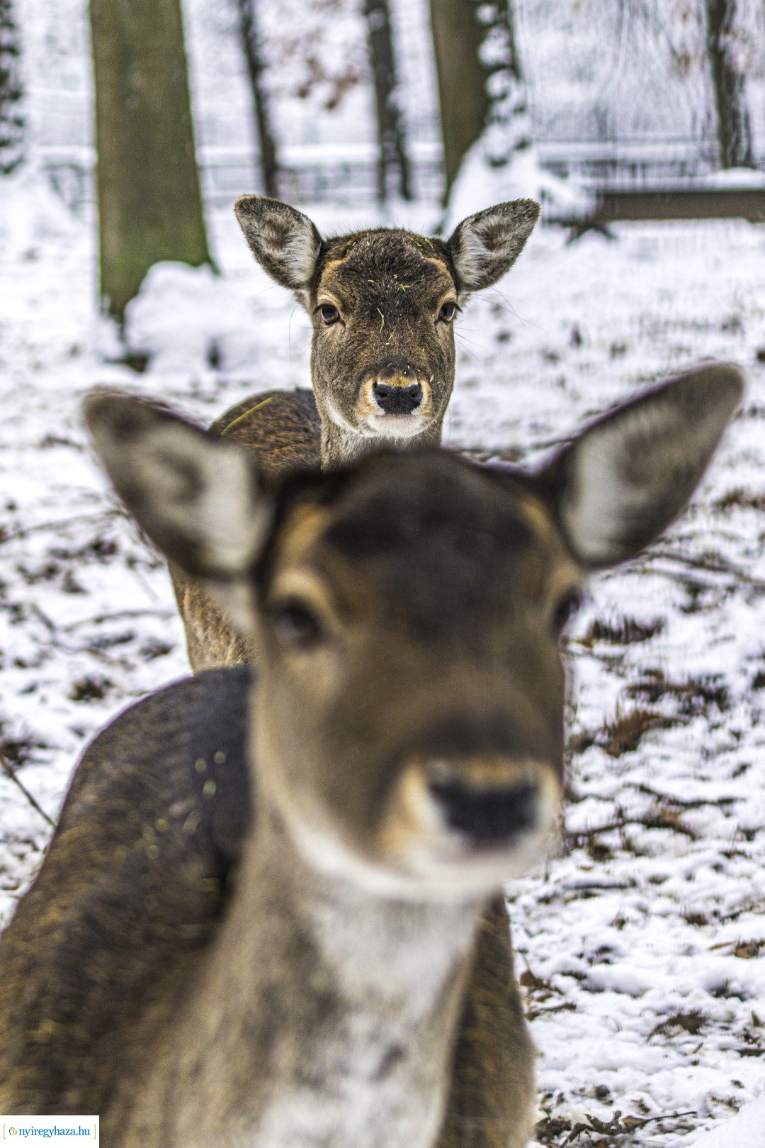Téli séta az Állatparkban
