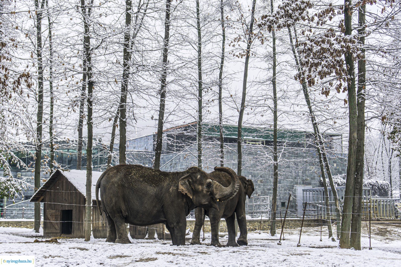 Téli séta az Állatparkban