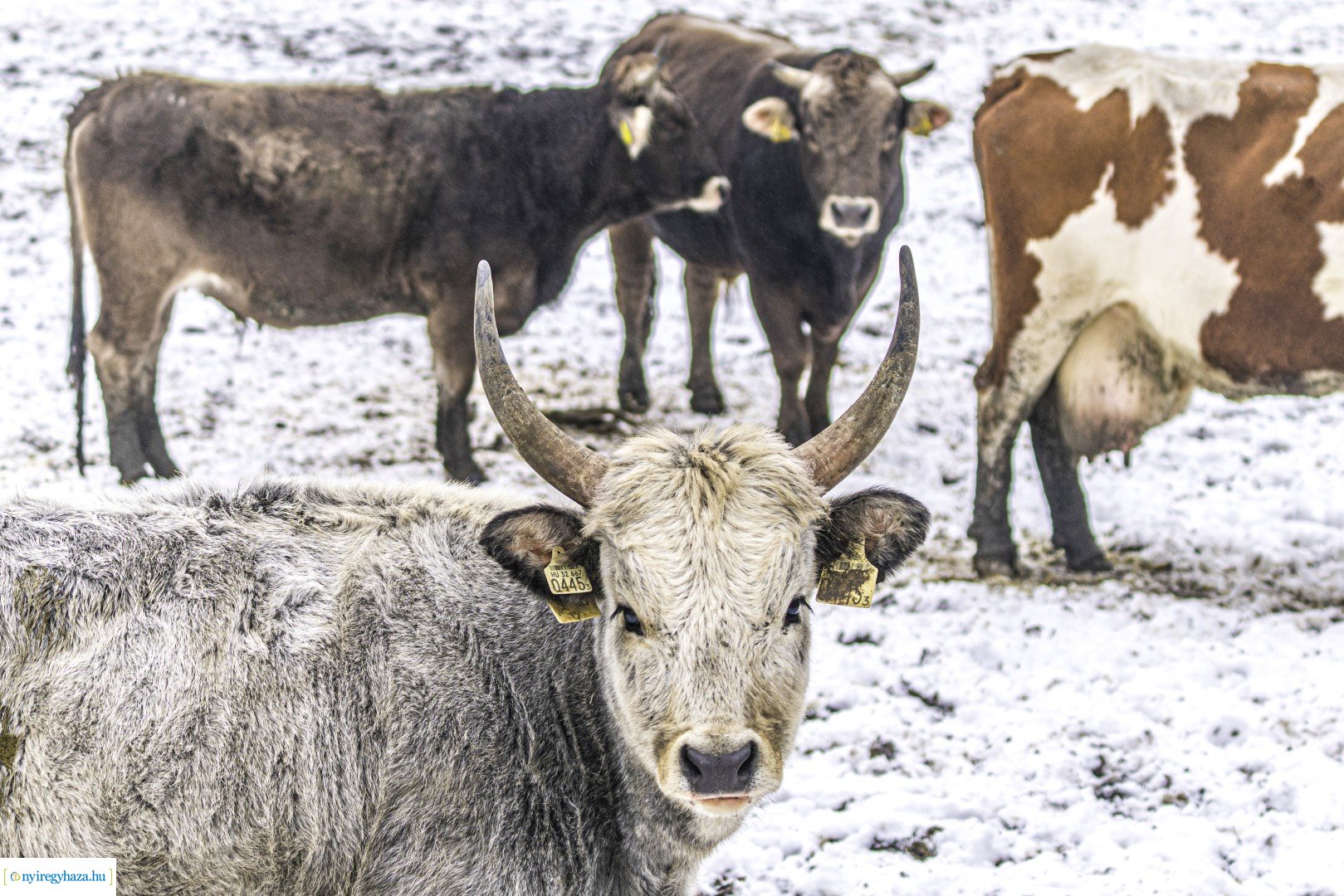 Téli séta az Állatparkban