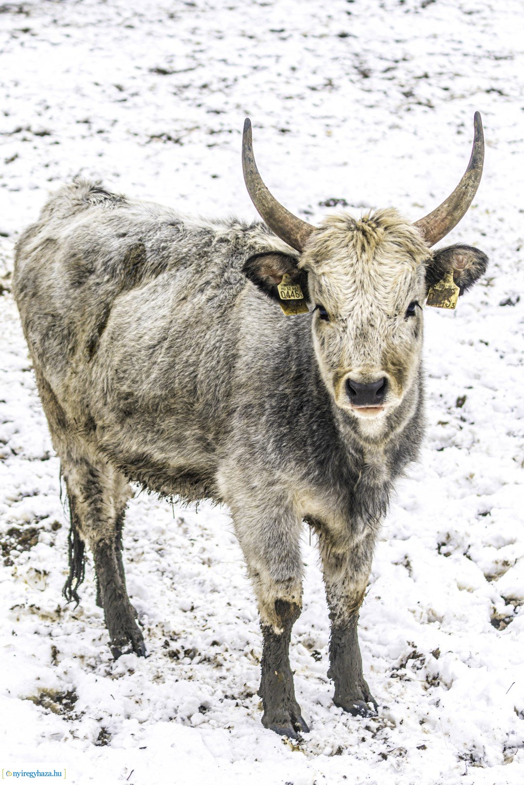 Téli séta az Állatparkban