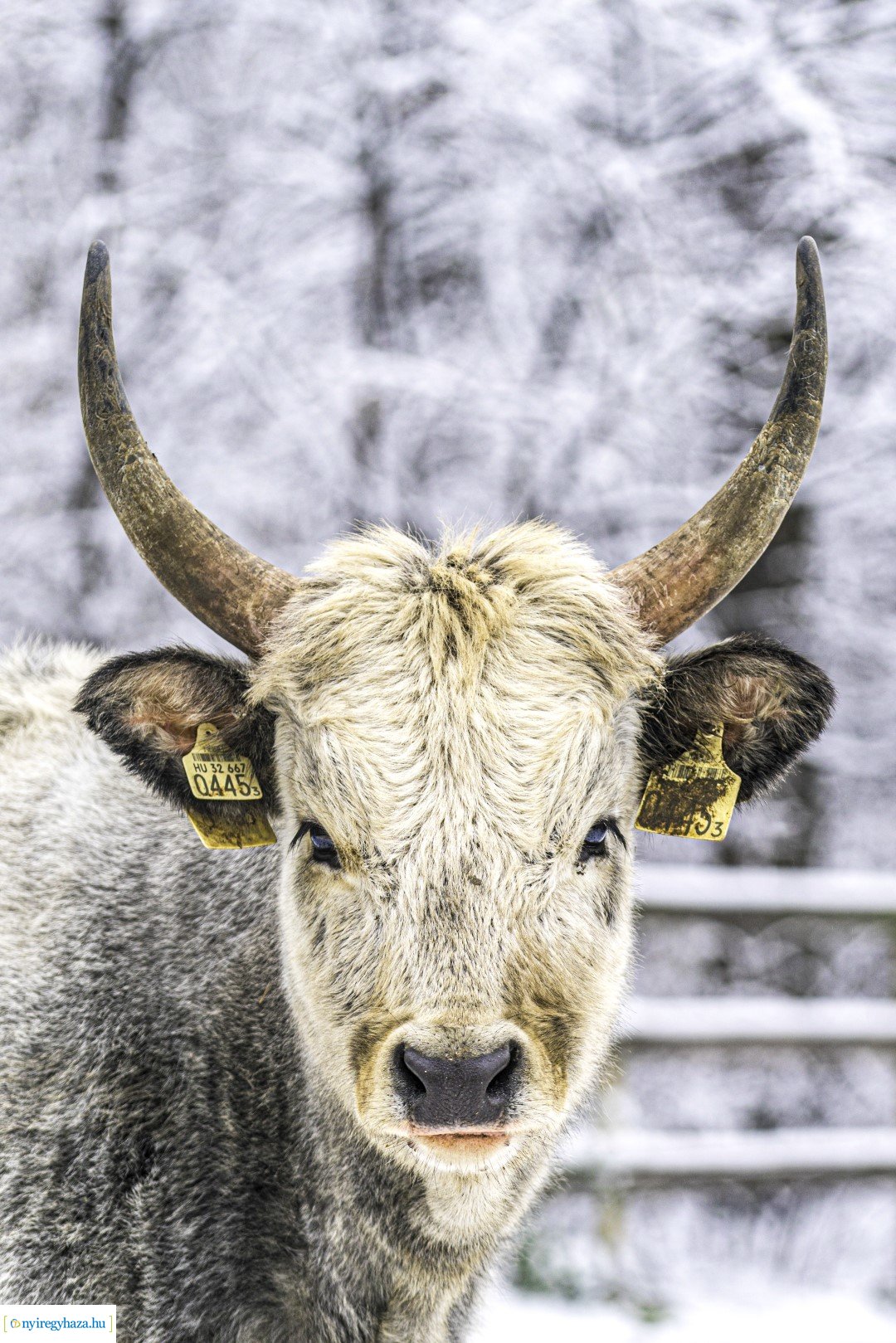Téli séta az Állatparkban