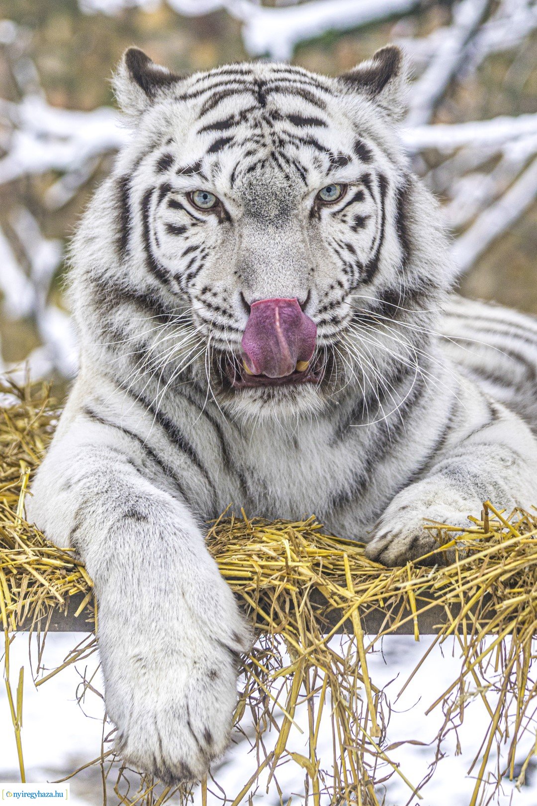 Téli séta az Állatparkban