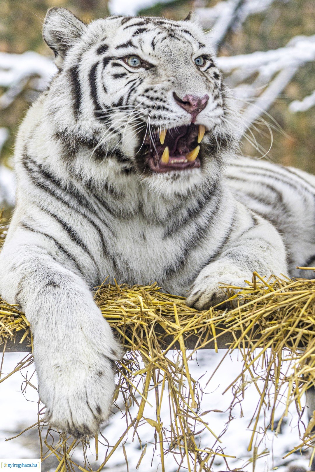 Téli séta az Állatparkban