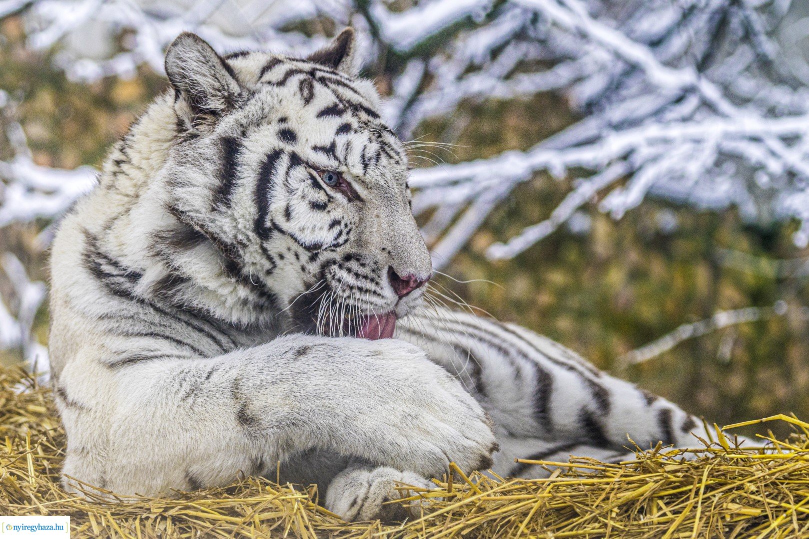 Téli séta az Állatparkban