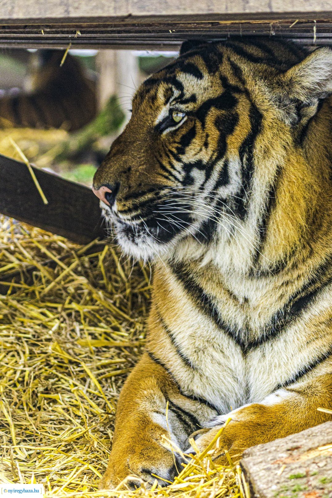 Téli séta az Állatparkban