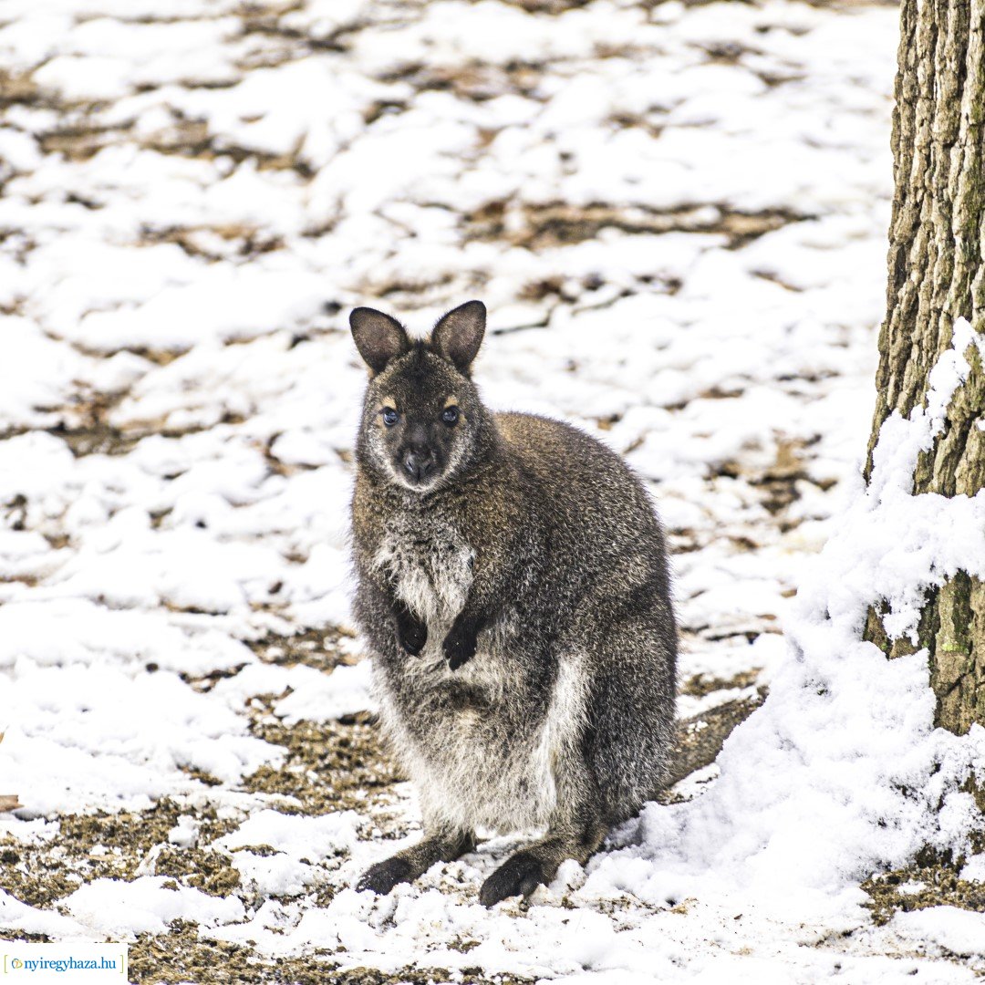 Téli séta az Állatparkban