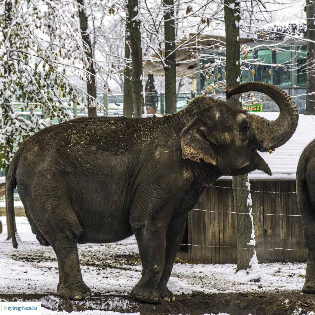 Téli séta az Állatparkban
