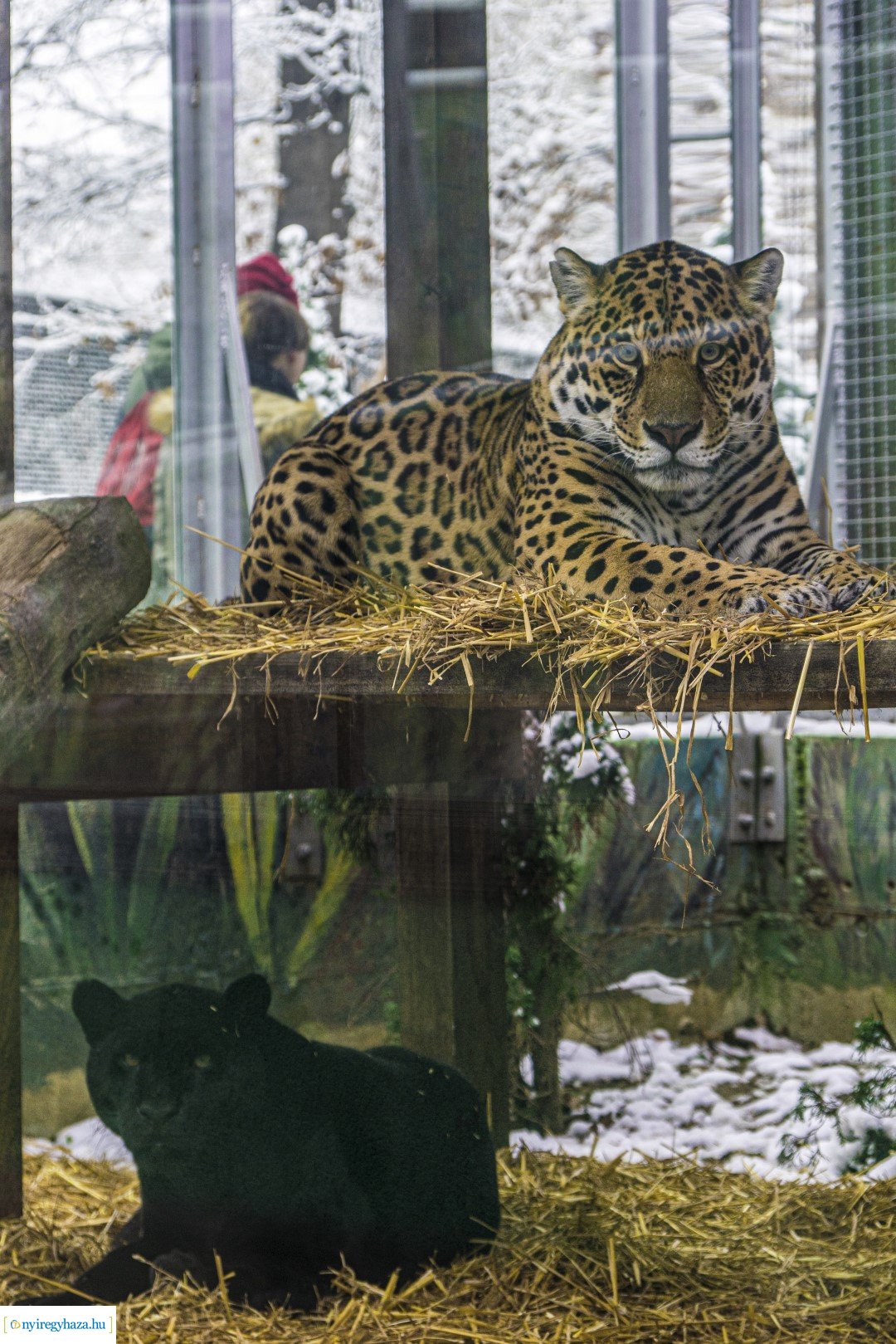 Téli séta az Állatparkban