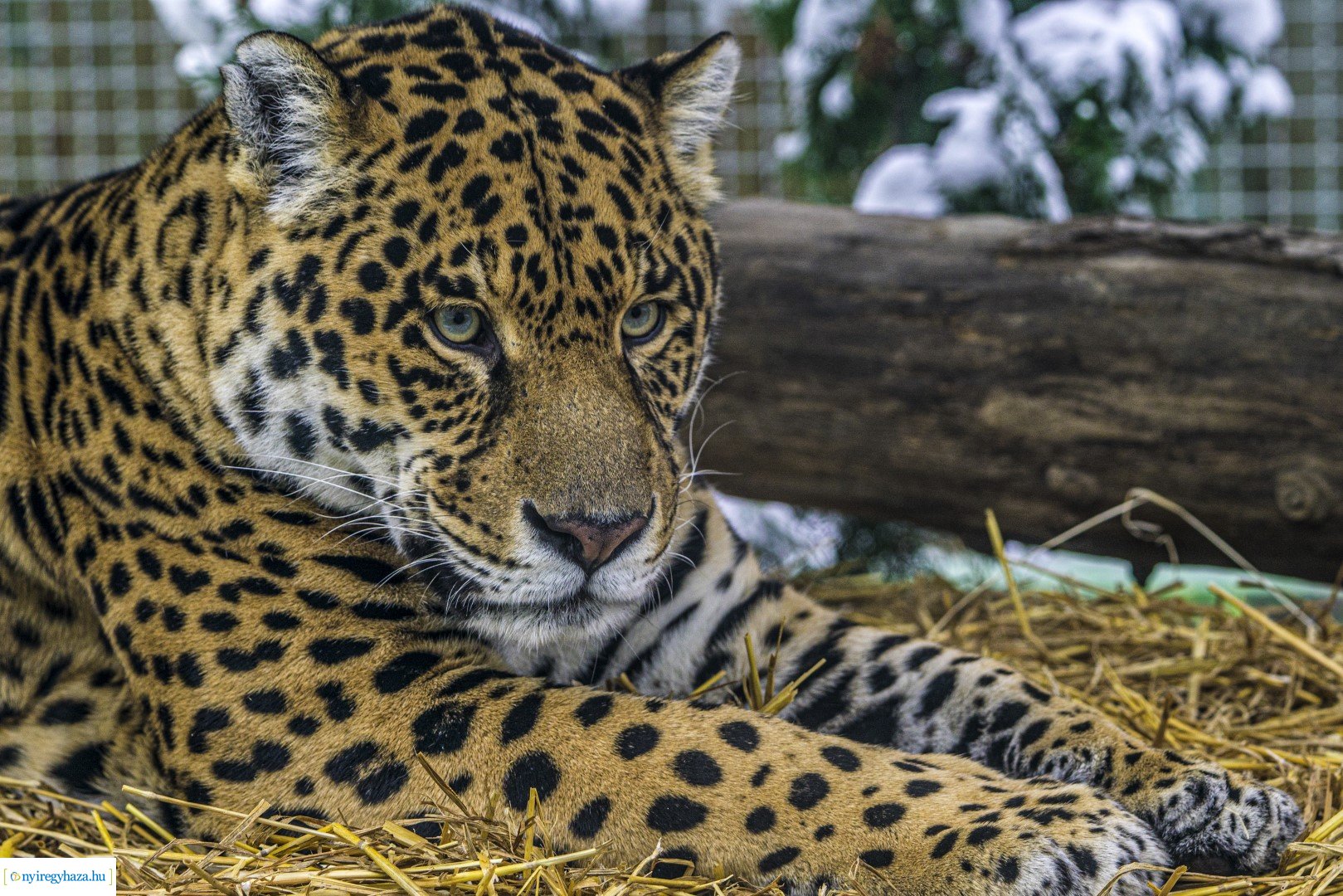 Téli séta az Állatparkban