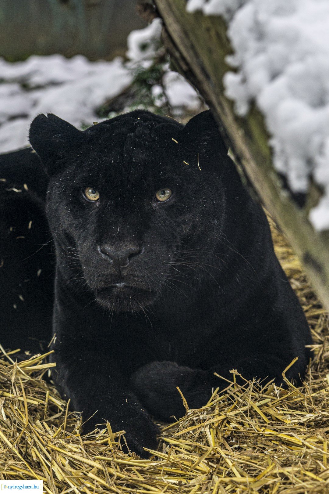 Téli séta az Állatparkban