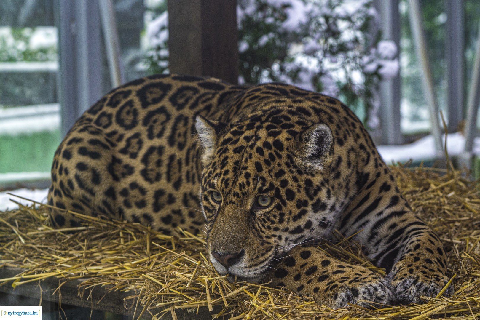 Téli séta az Állatparkban