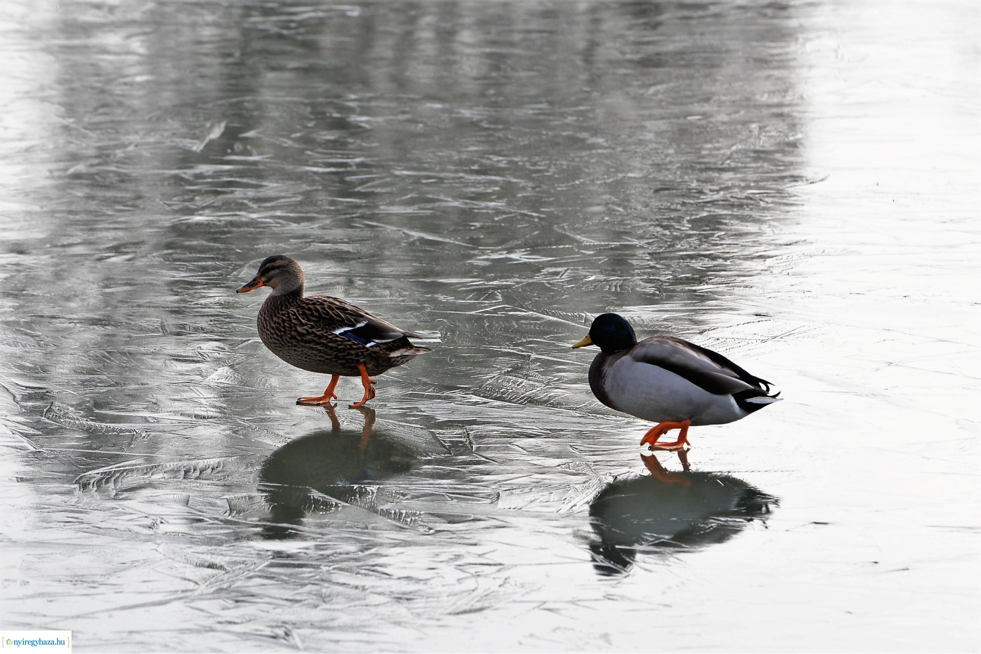Téliesre változott Sóstó
