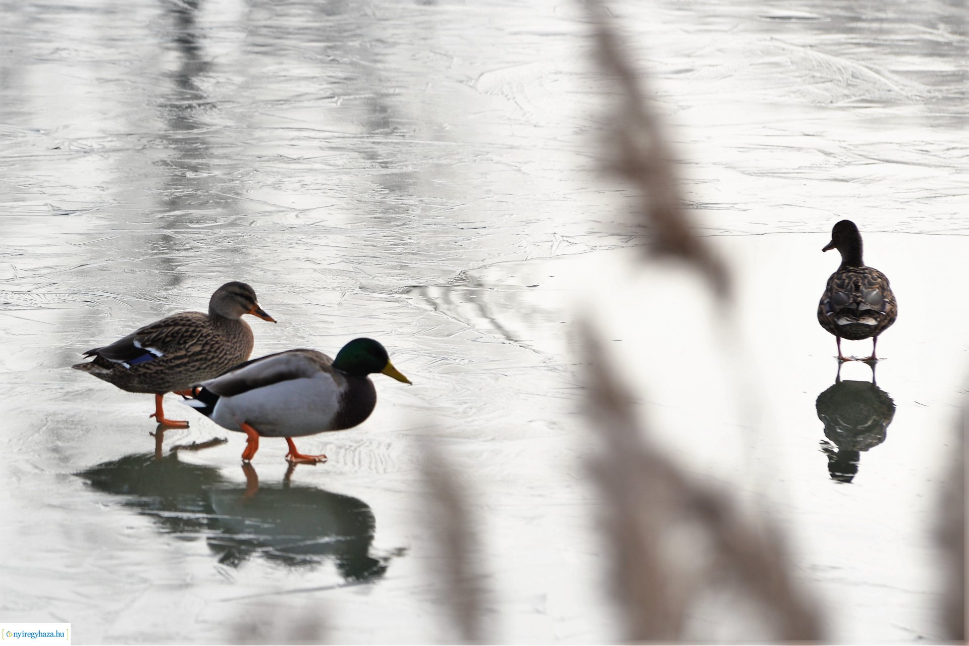 Téliesre változott Sóstó