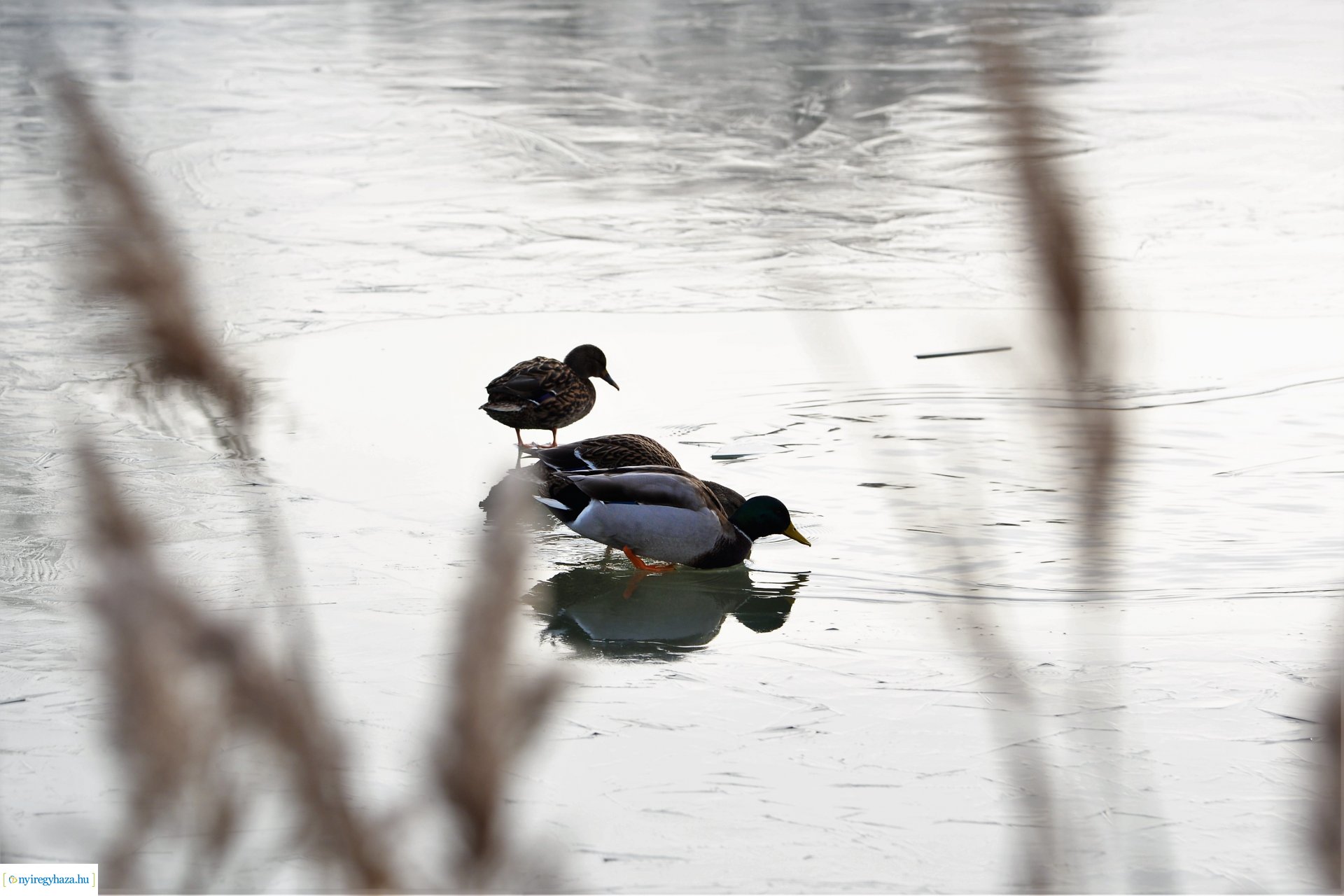 Téliesre változott Sóstó