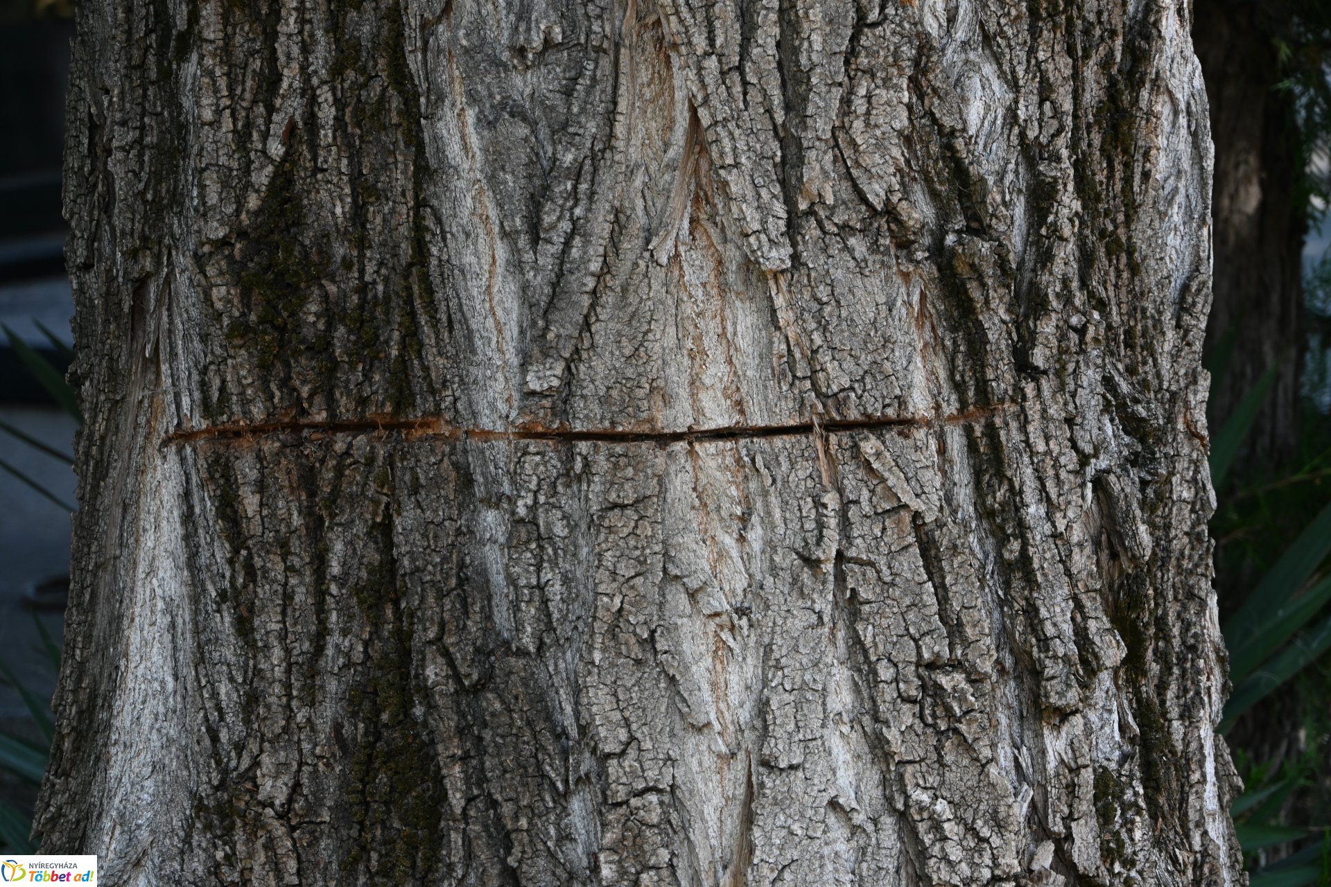 Temetői rongálás a Pazonyi úti sírkertben