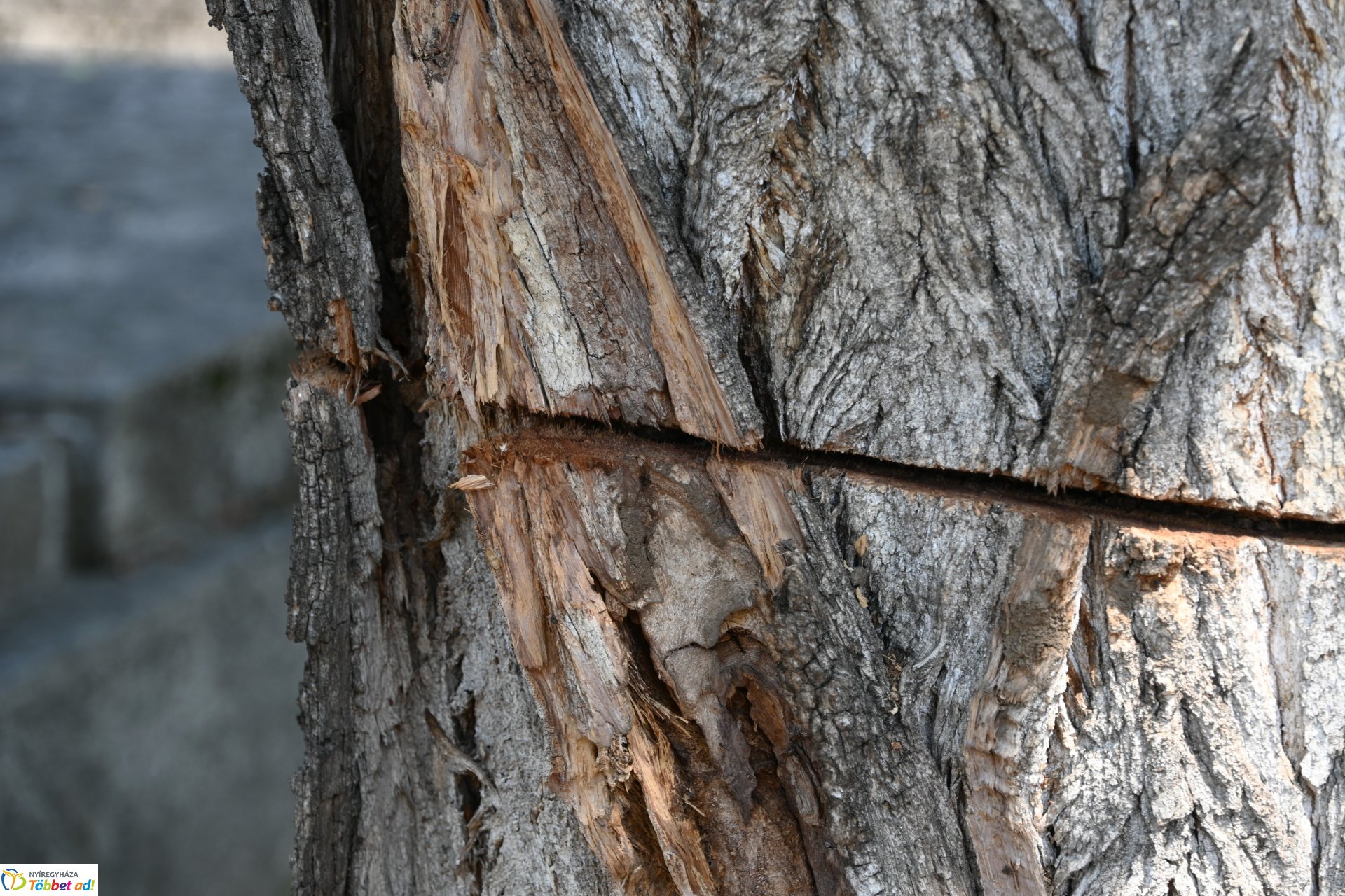 Temetői rongálás a Pazonyi úti sírkertben
