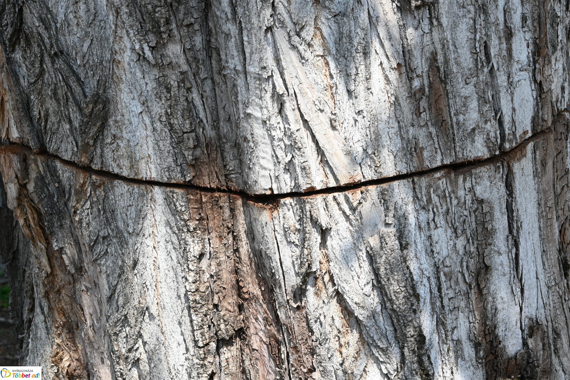 Temetői rongálás a Pazonyi úti sírkertben