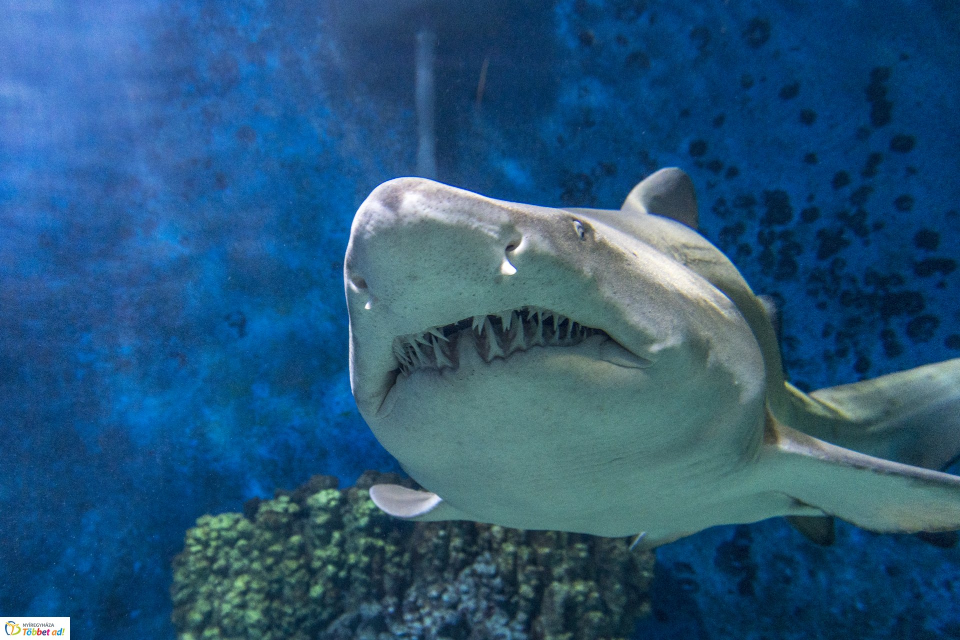 Tengerbiológusok a Nyíregyházi Állatparkban