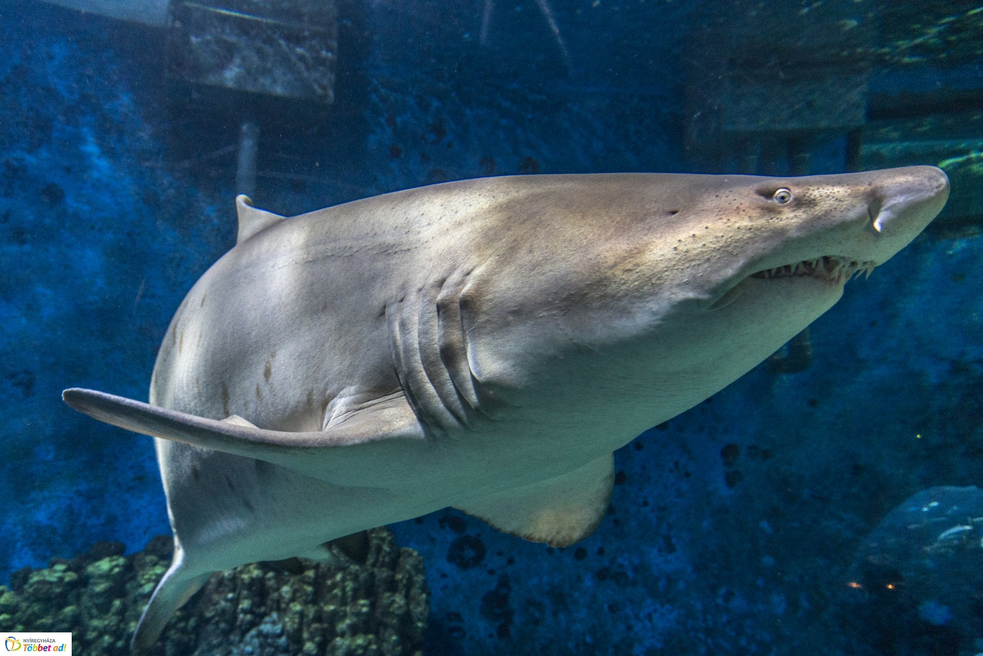 Tengerbiológusok a Nyíregyházi Állatparkban