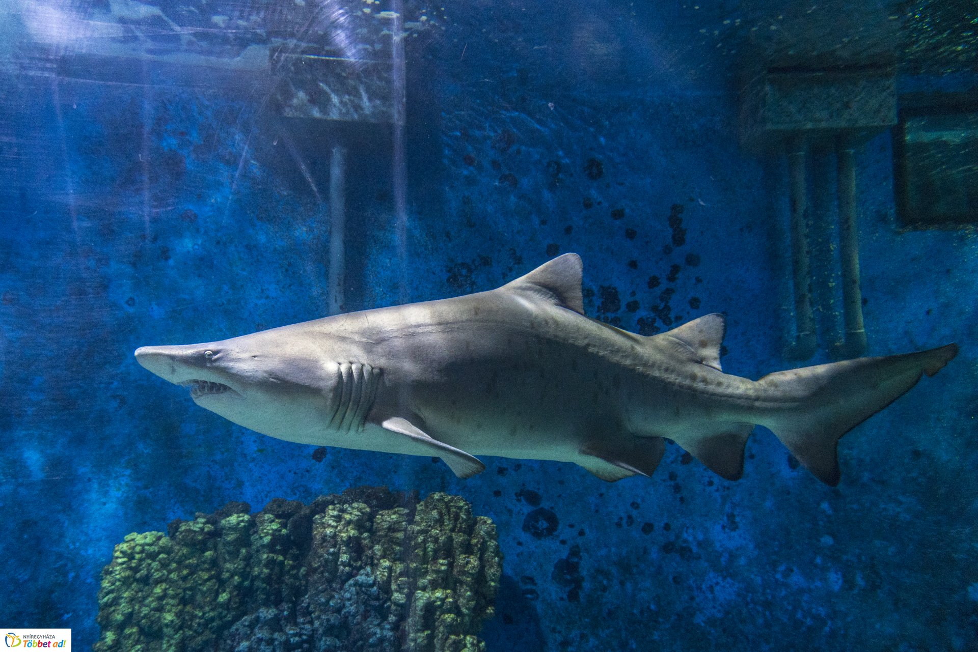 Tengerbiológusok a Nyíregyházi Állatparkban