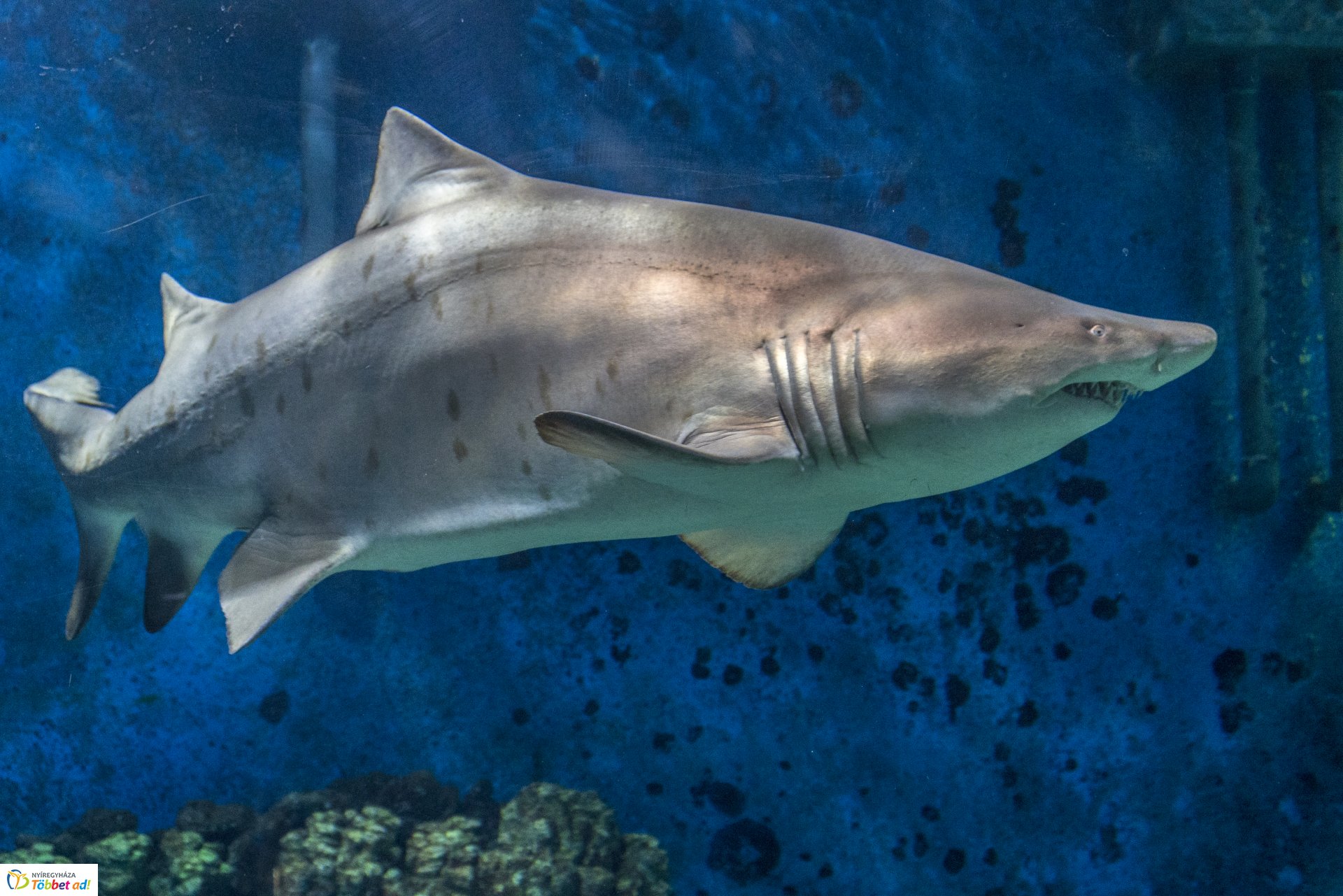 Tengerbiológusok a Nyíregyházi Állatparkban
