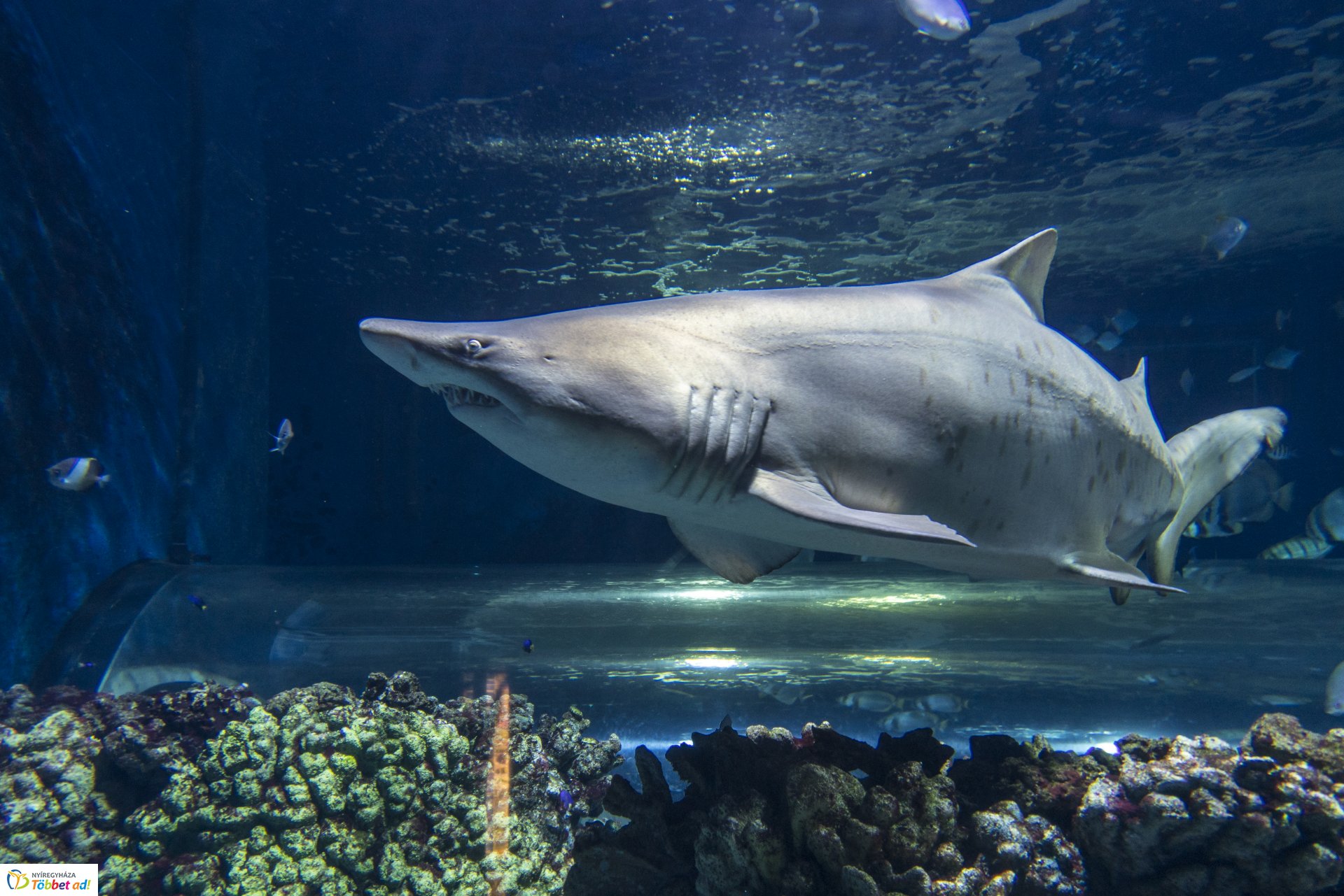 Tengerbiológusok a Nyíregyházi Állatparkban