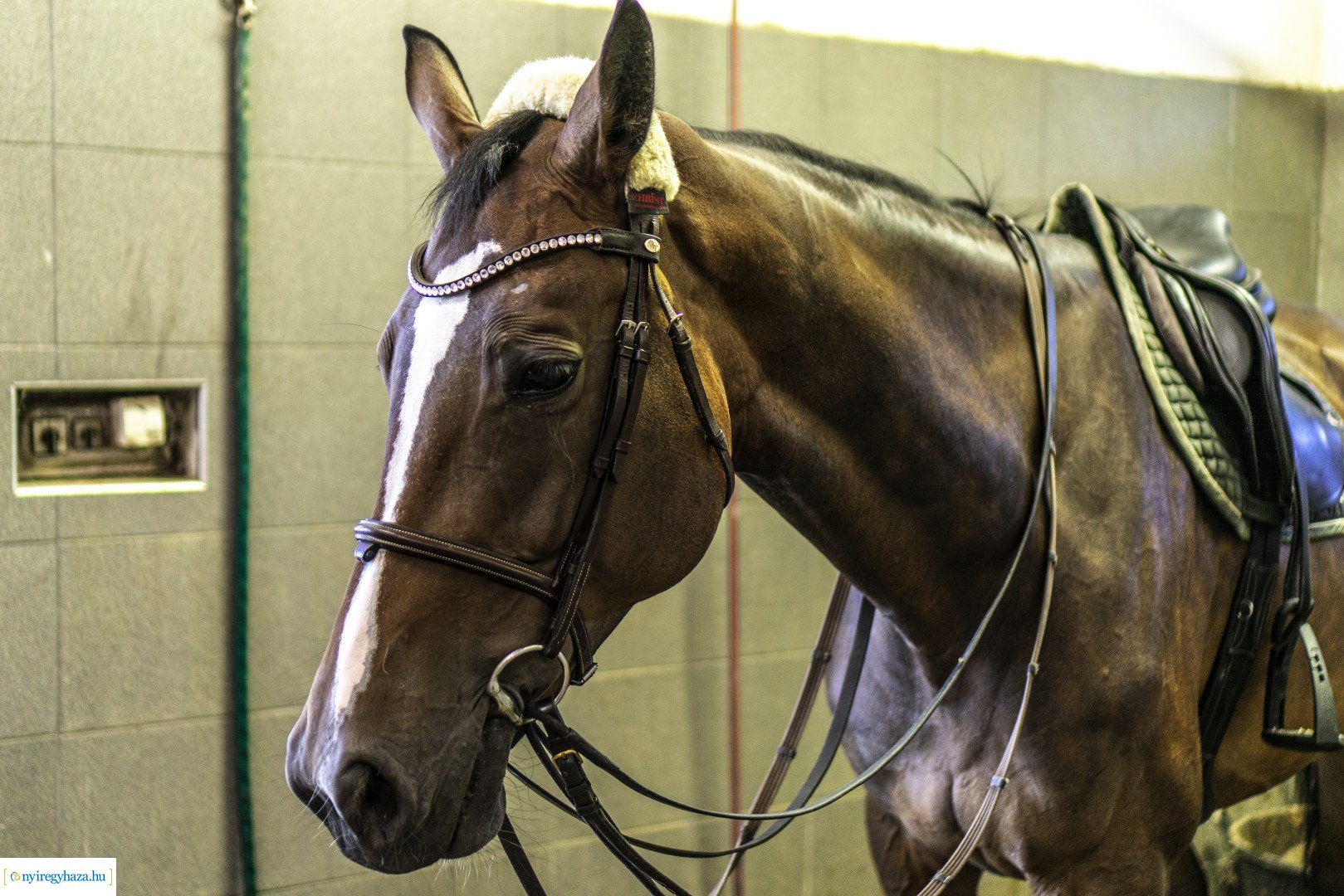 TIMPEX Fedeles lovarda átadása