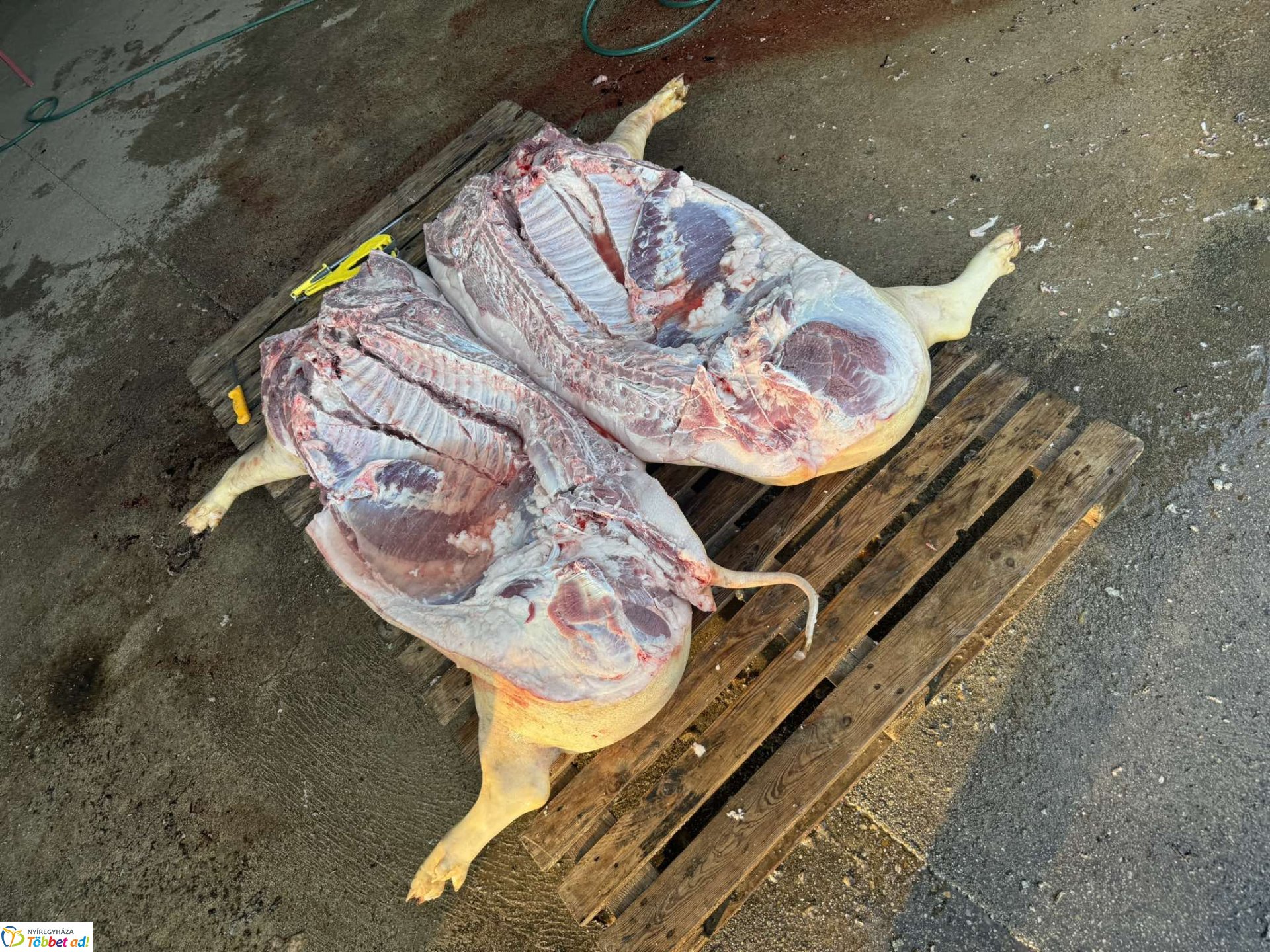 Tirpák Fesztivál - A mi csülökpörköltünk