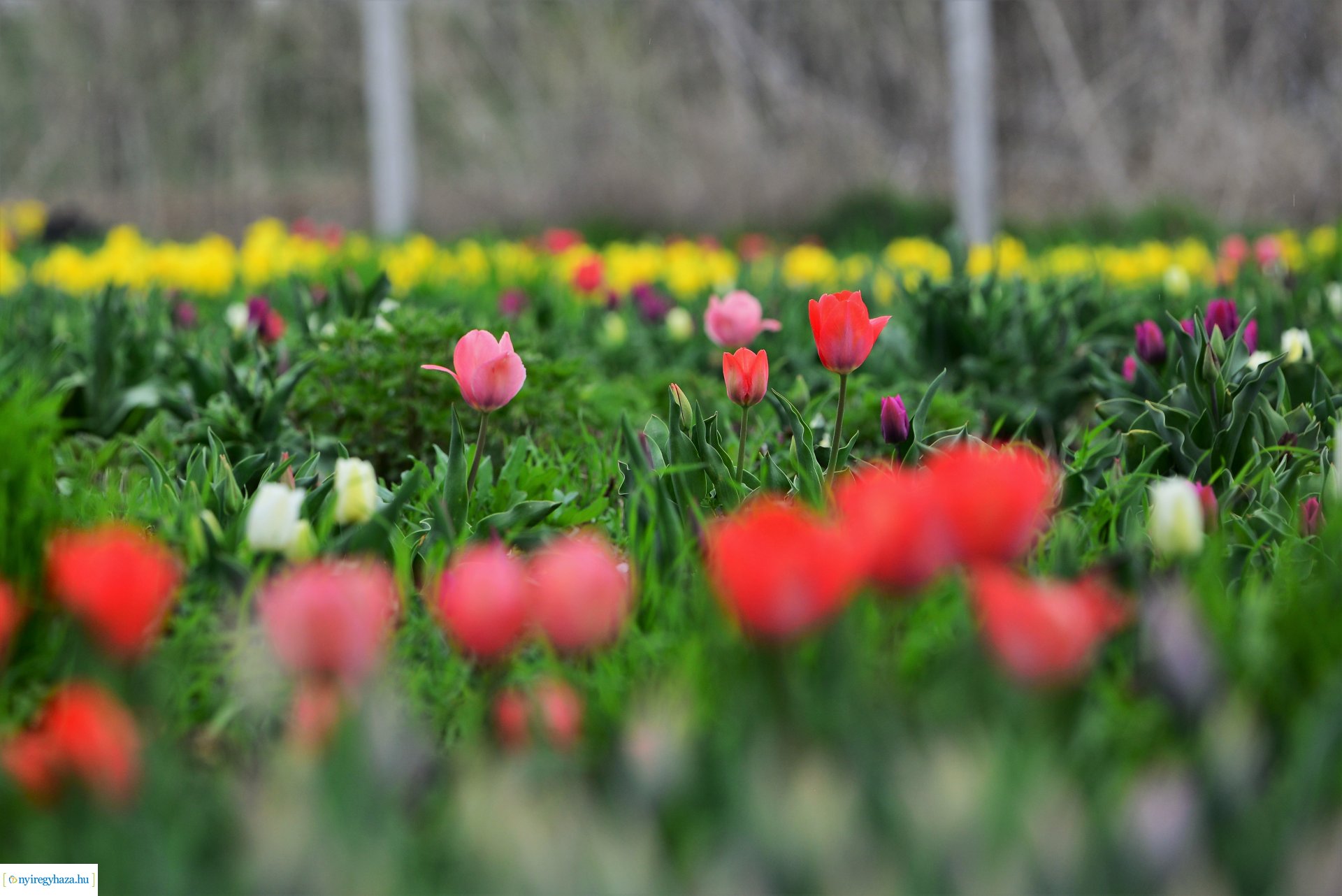 Tulipánszüret Nyíregyháza határában