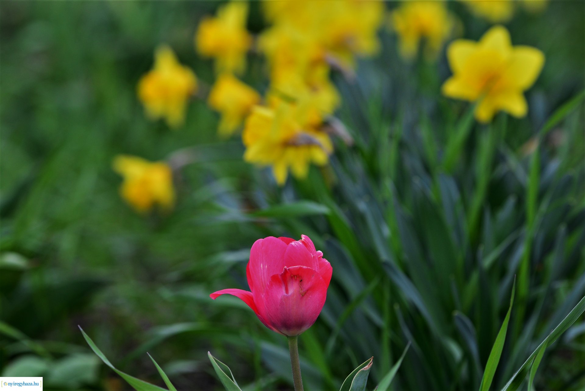 Tulipánszüret Nyíregyháza határában