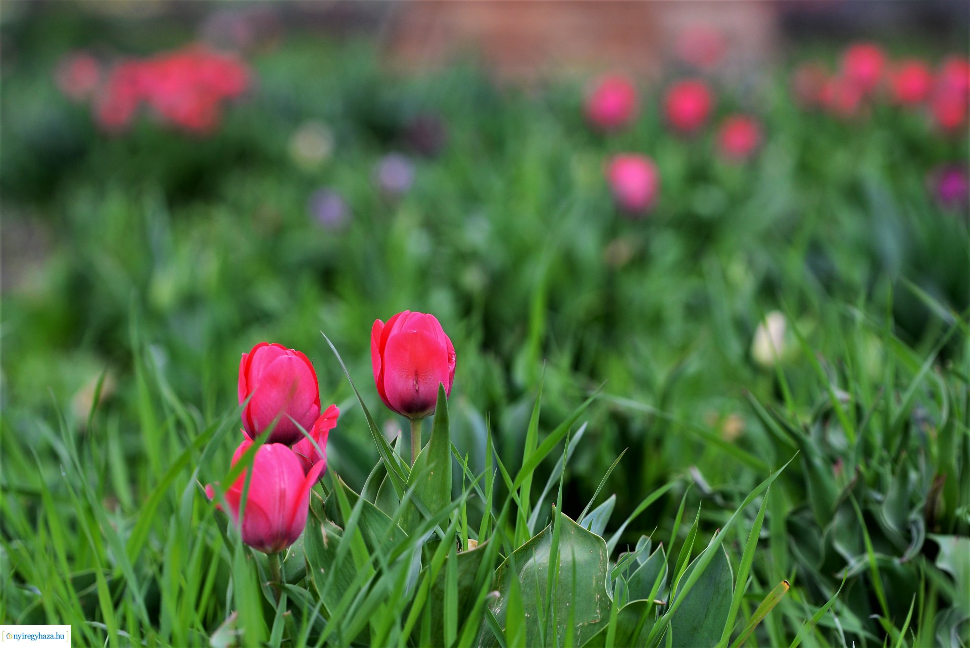 Tulipánszüret Nyíregyháza határában