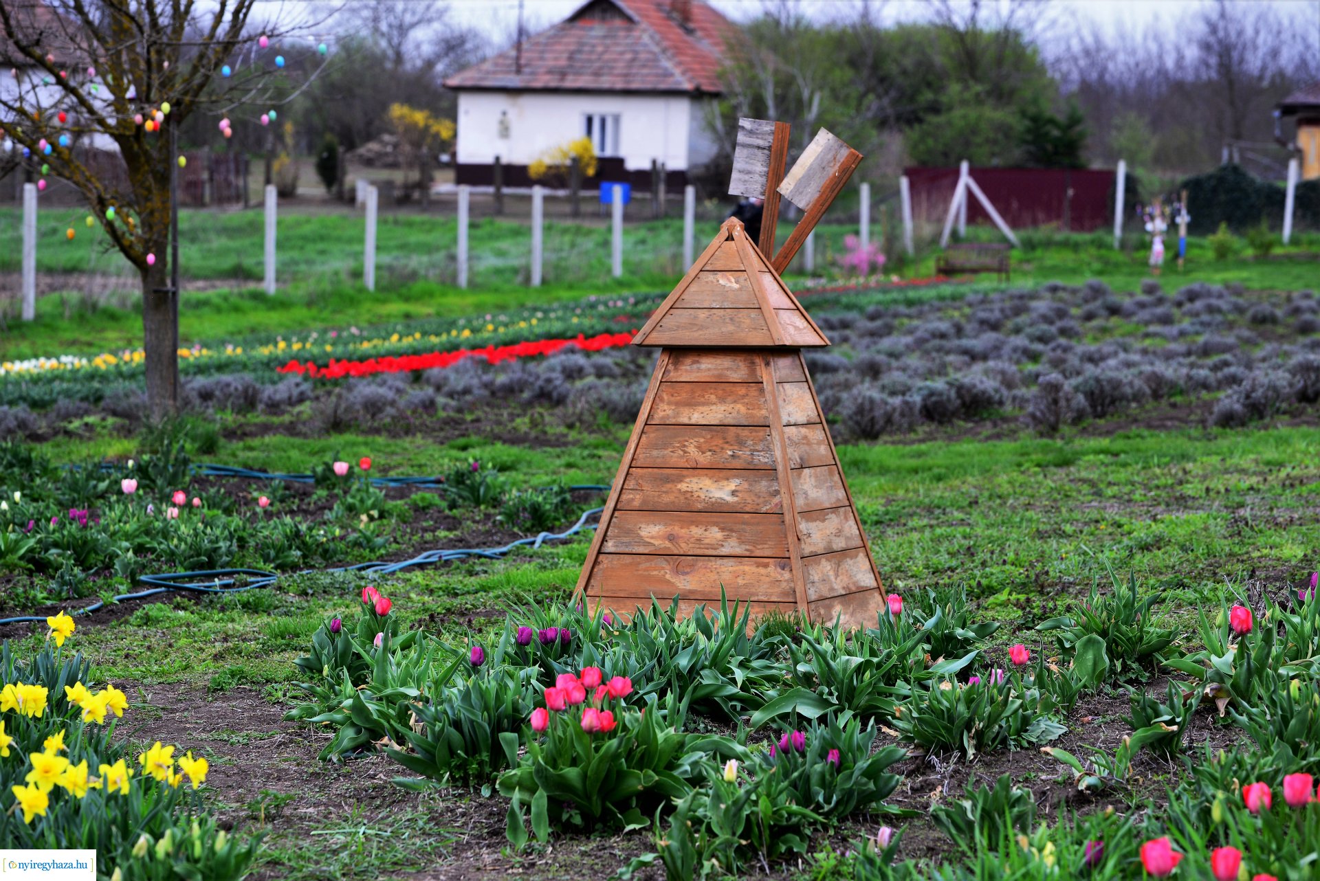 Tulipánszüret Nyíregyháza határában