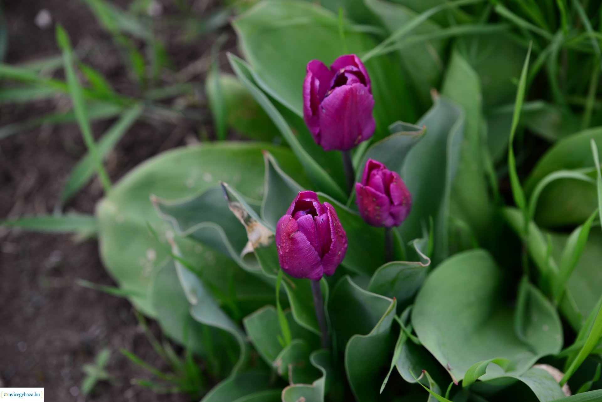 Tulipánszüret Nyíregyháza határában